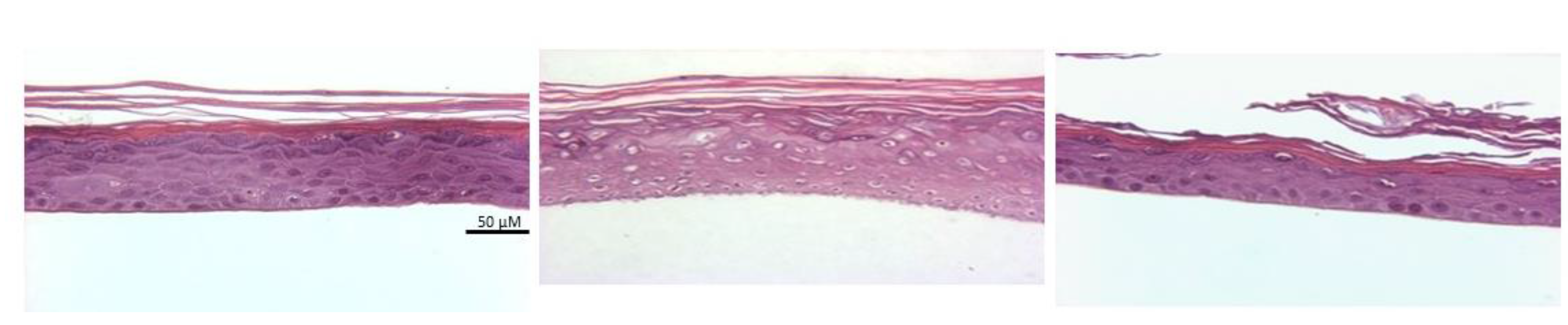 Cells 11 01115 g002 Cells 11 01115 g002