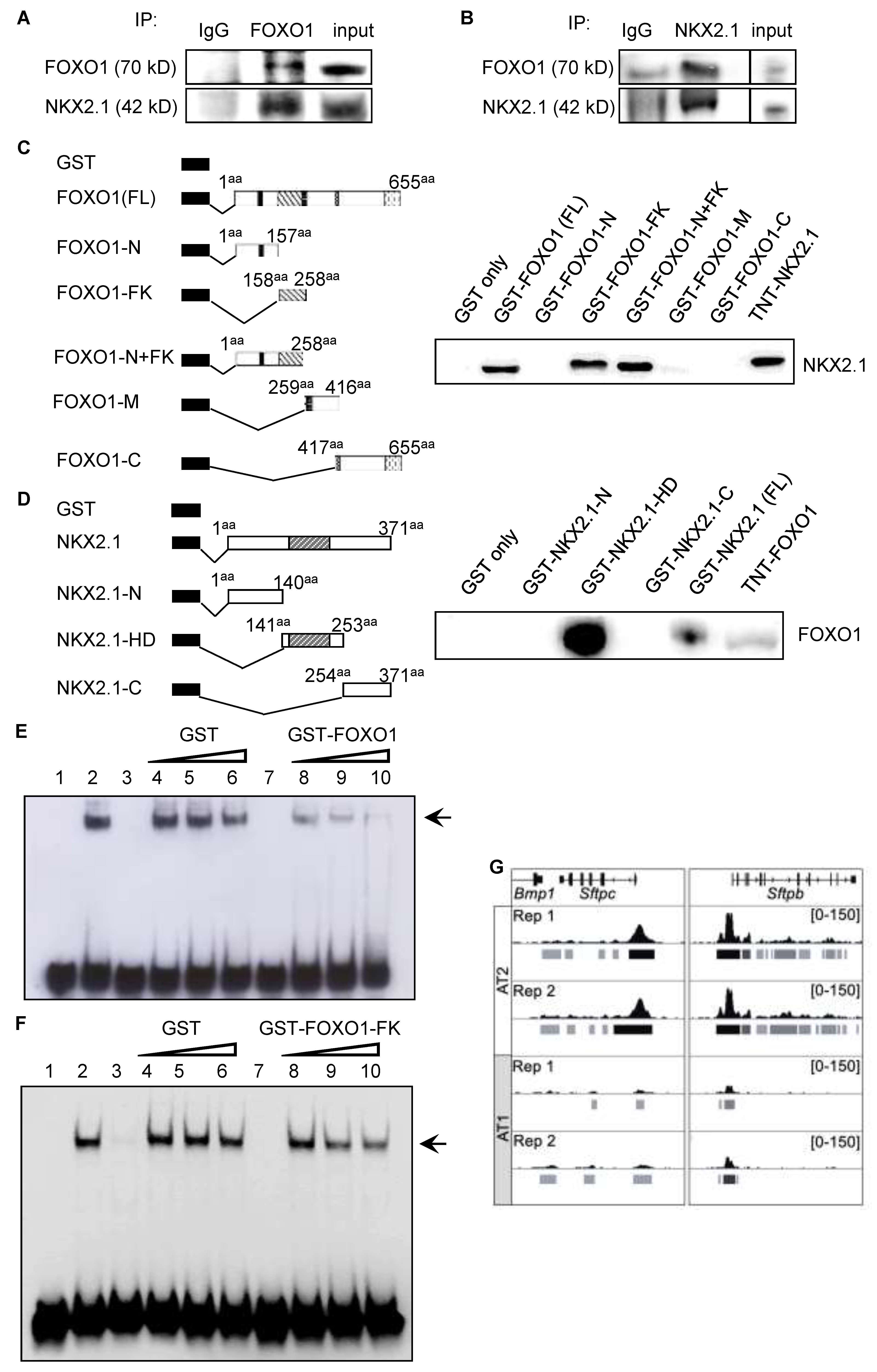 Cells 11 01122 g003 Cells 11 01122 g003