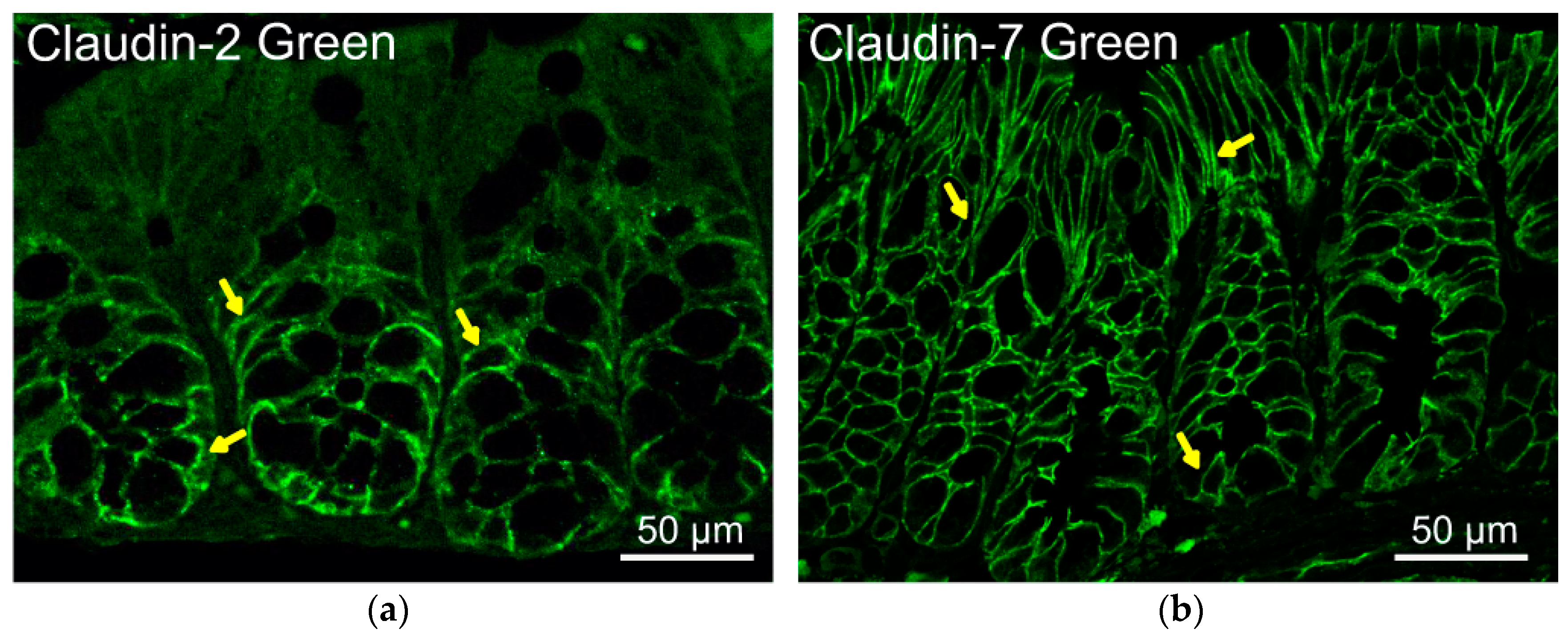 Cells 11 01129 g001 Cells 11 01129 g001