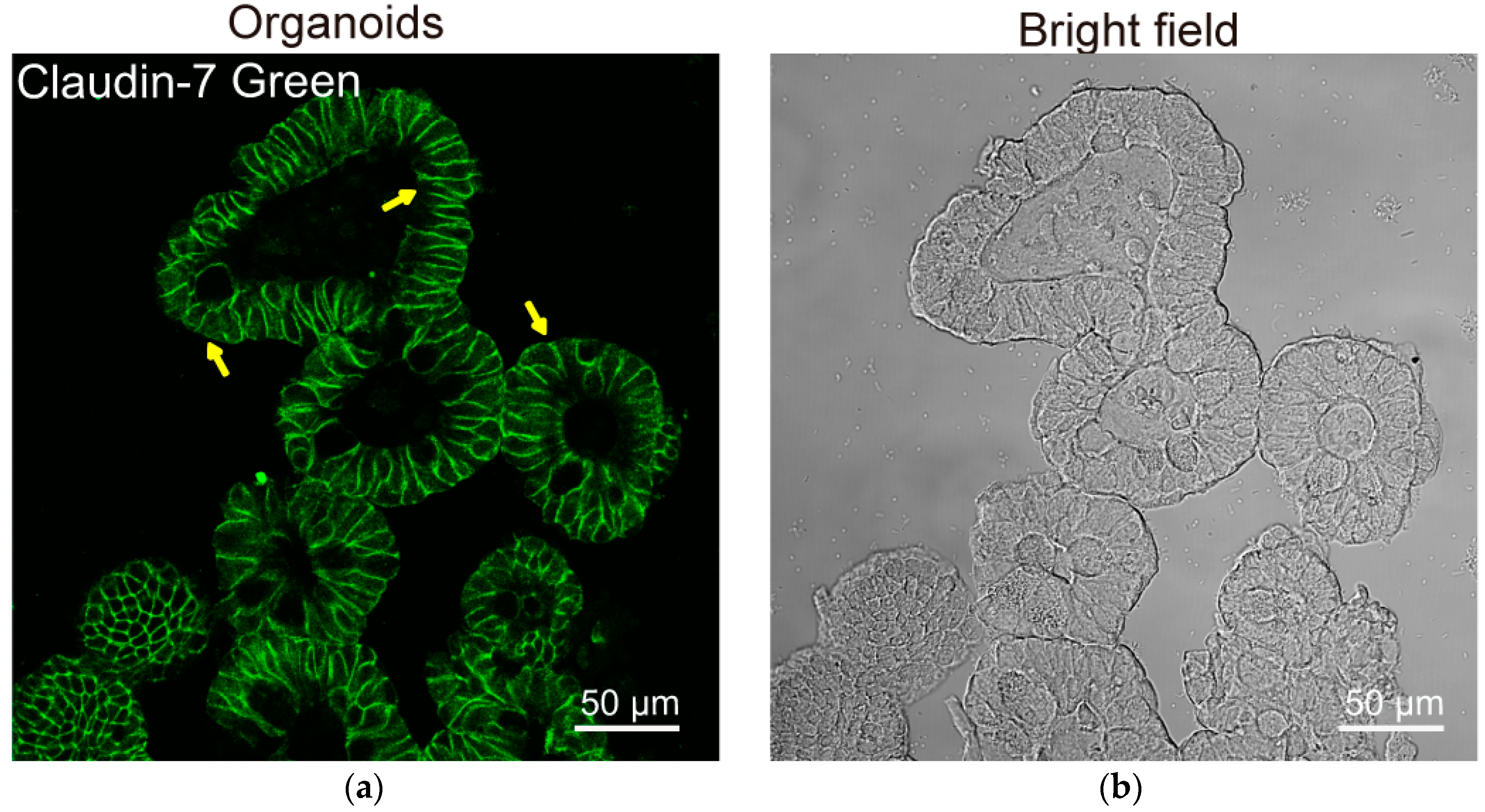 Cells 11 01129 g004 Cells 11 01129 g004