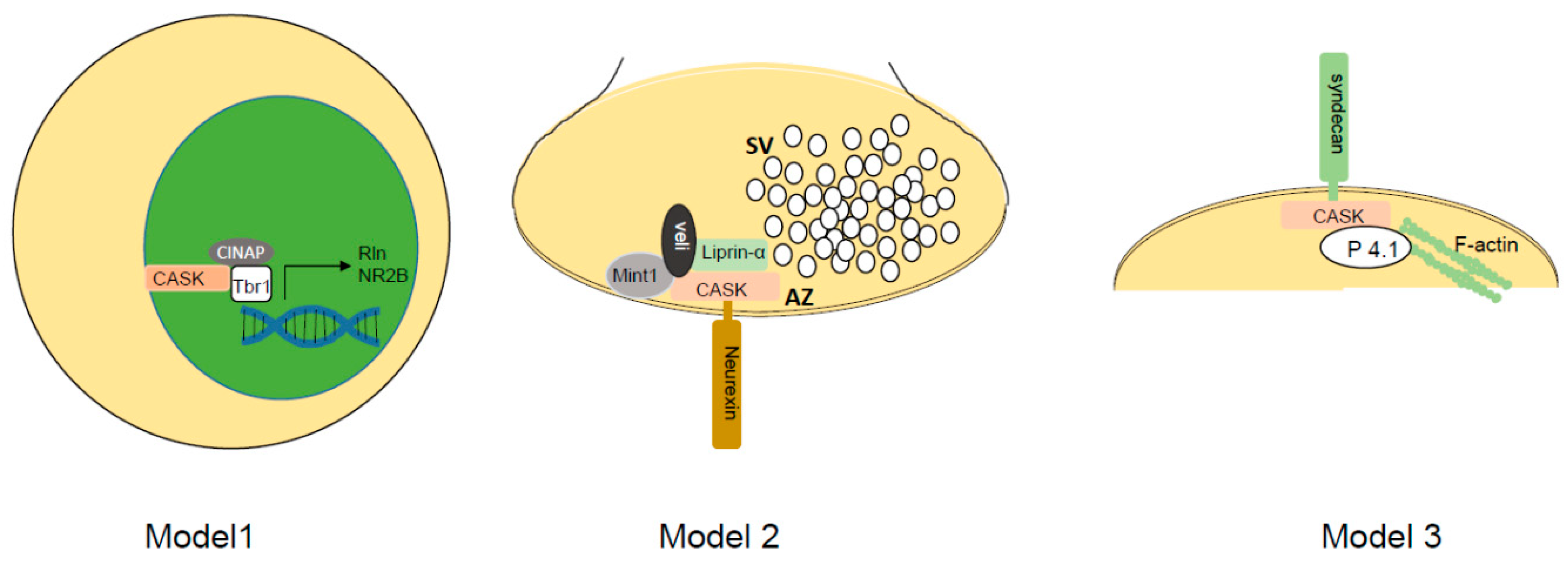 Cells 11 01131 g001