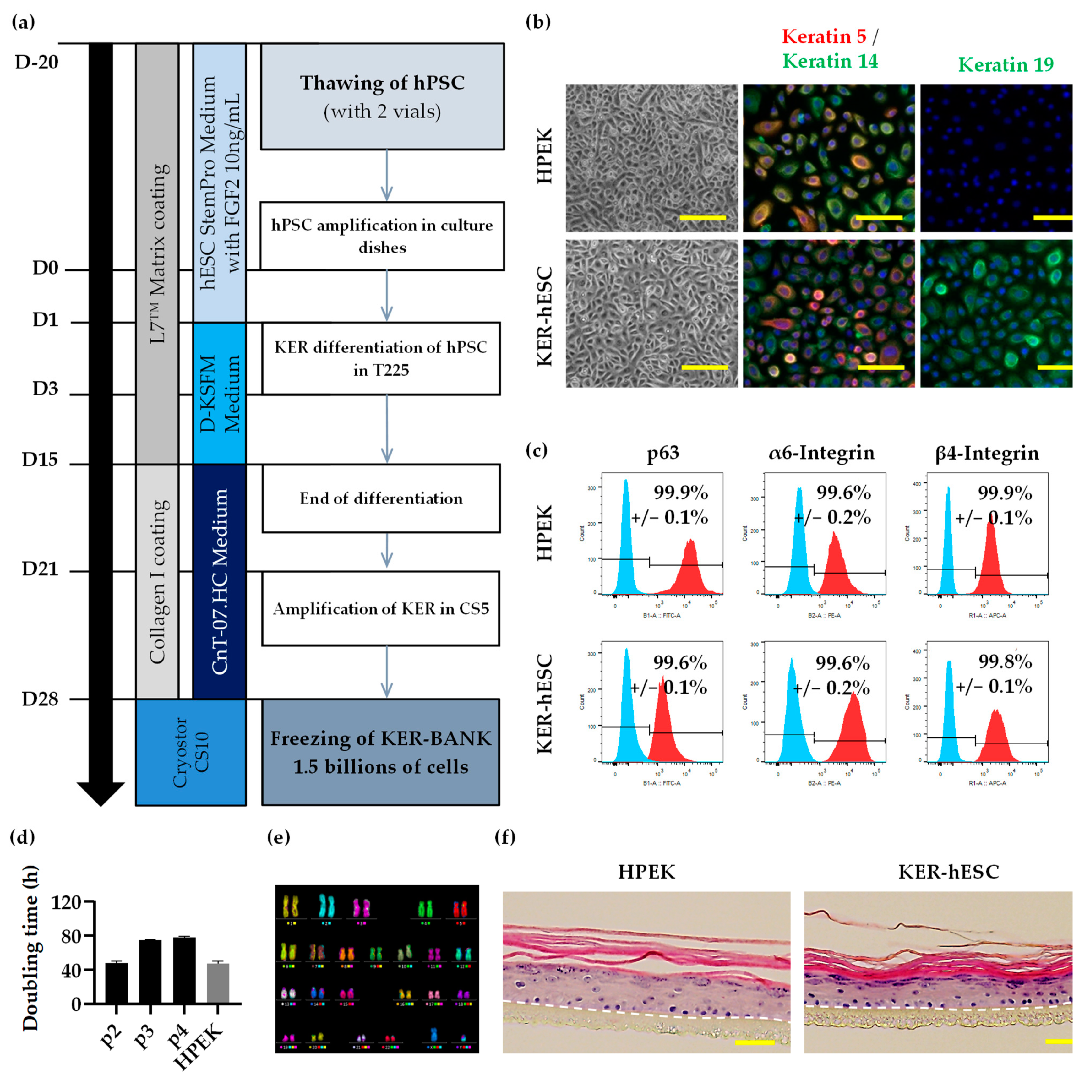 Cells 11 01151 g001