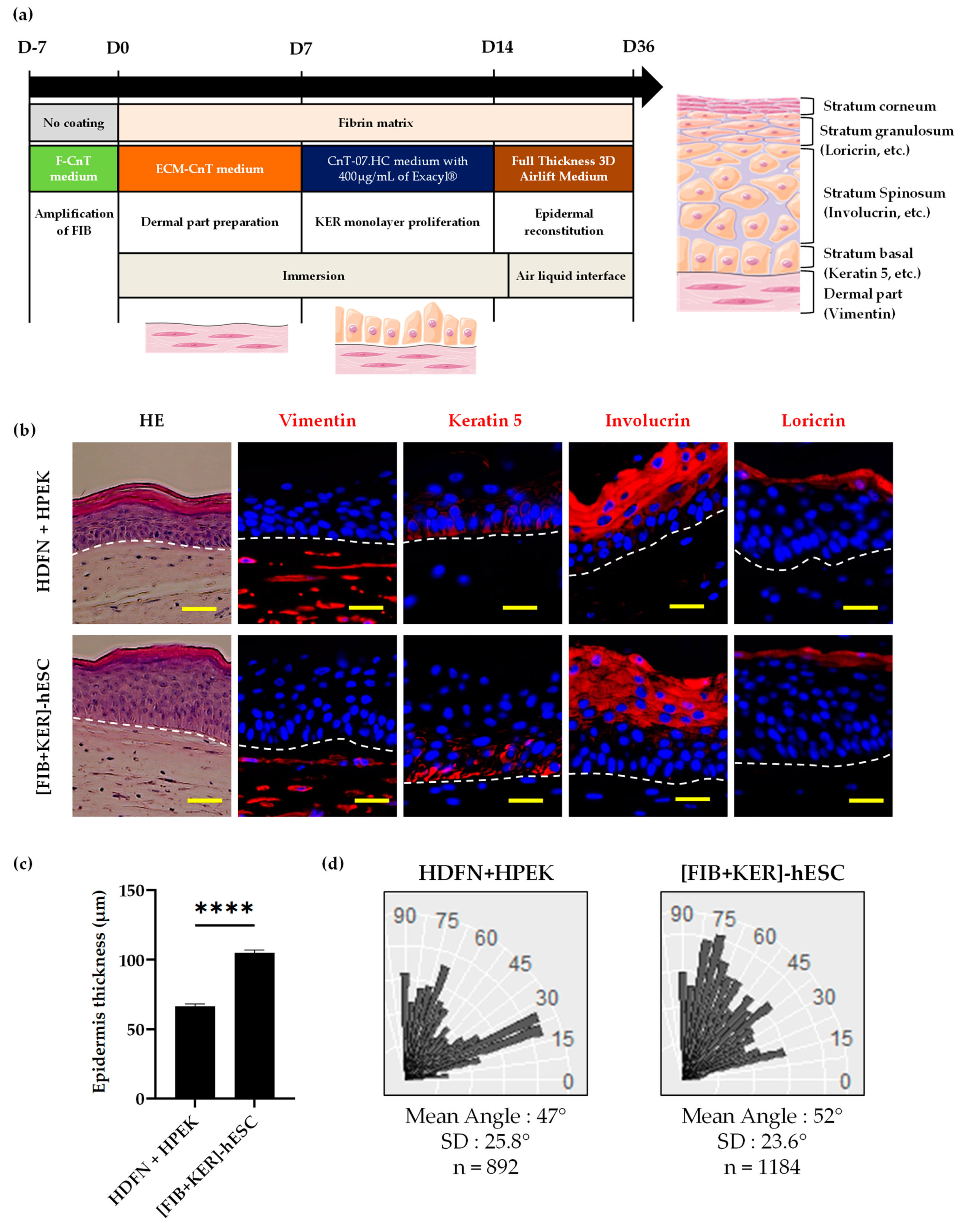 Cells 11 01151 g003