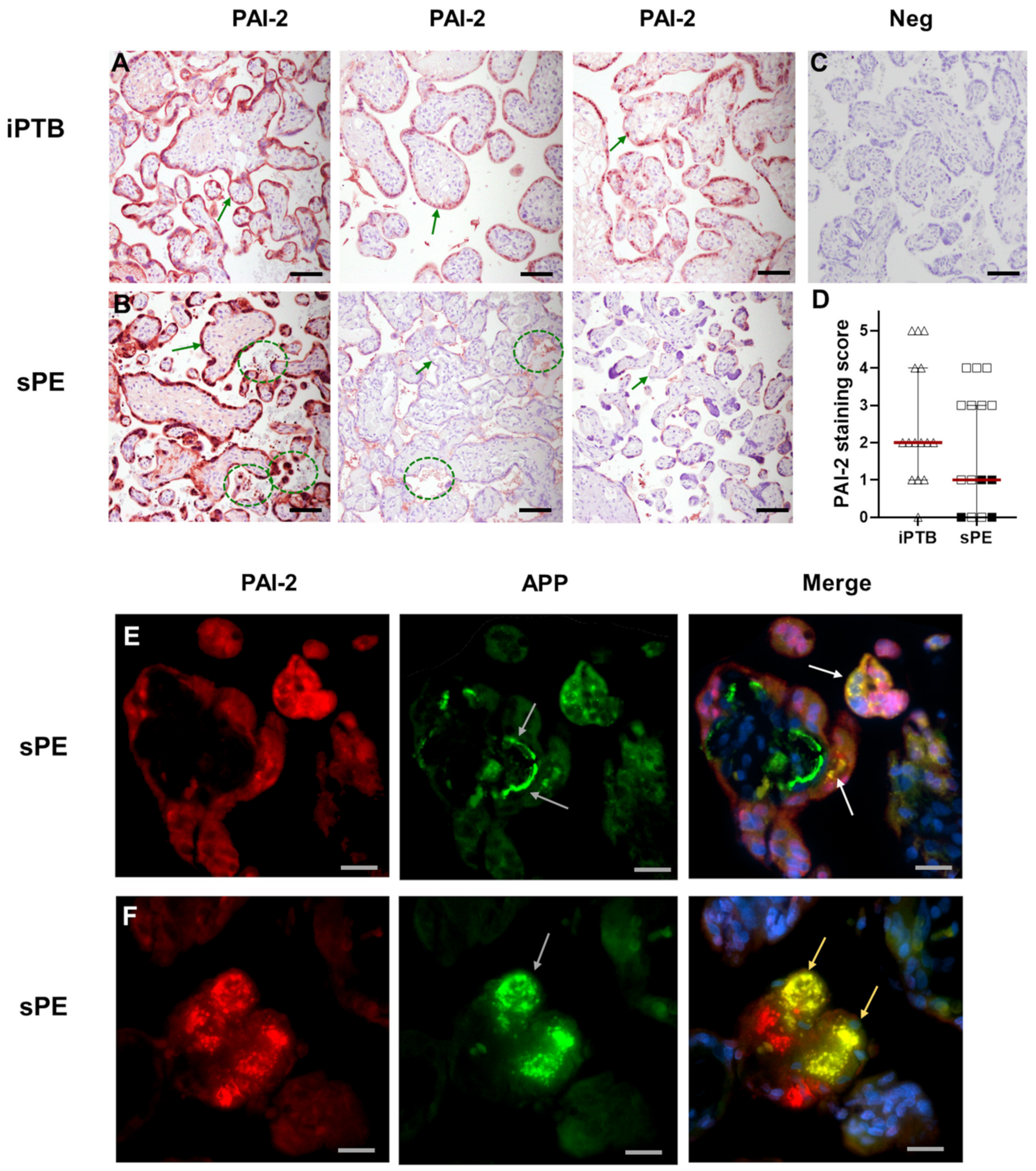 Cells 11 01152 g004 Cells 11 01152 g004