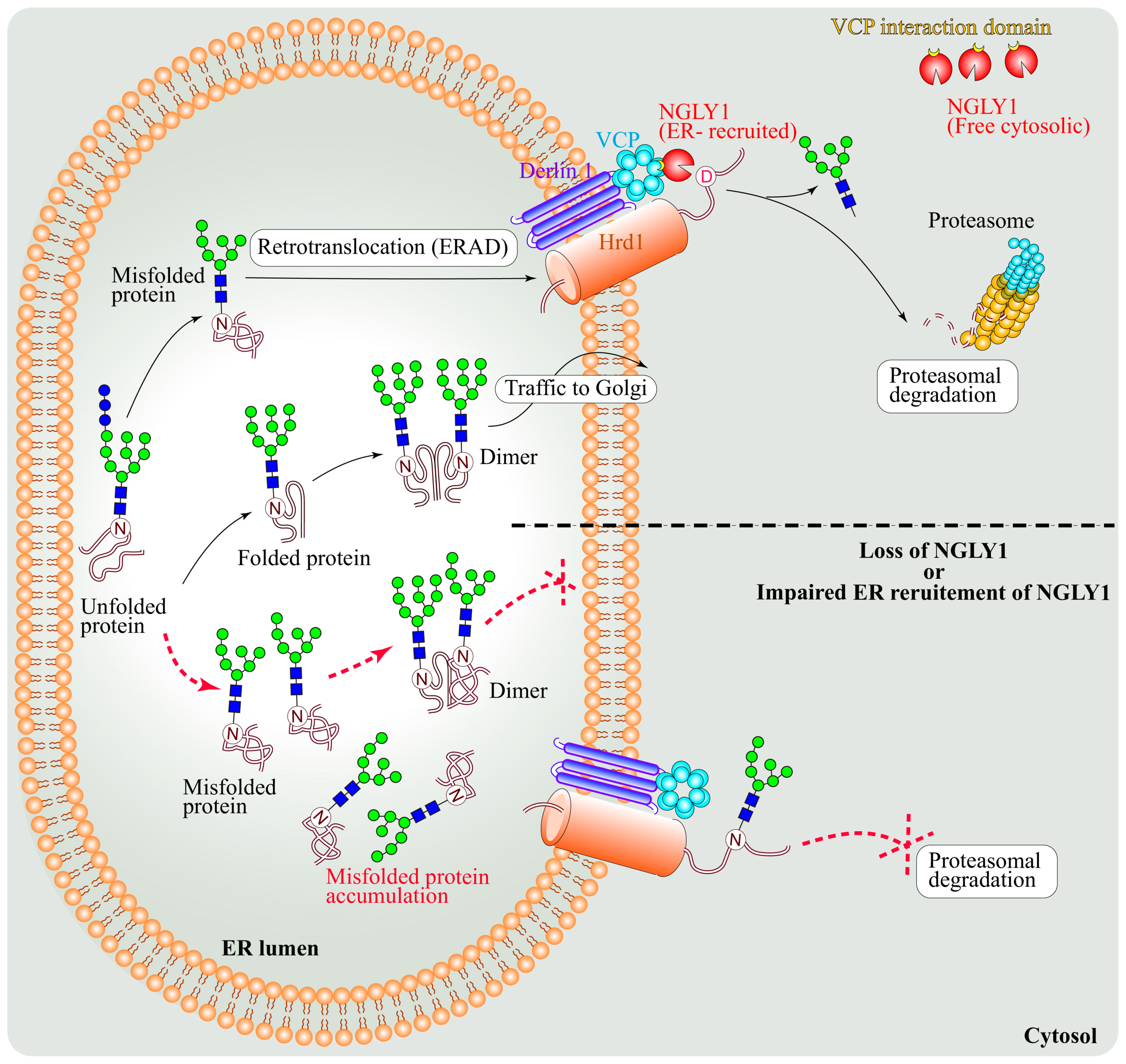 Cells 11 01155 g006 Cells 11 01155 g006