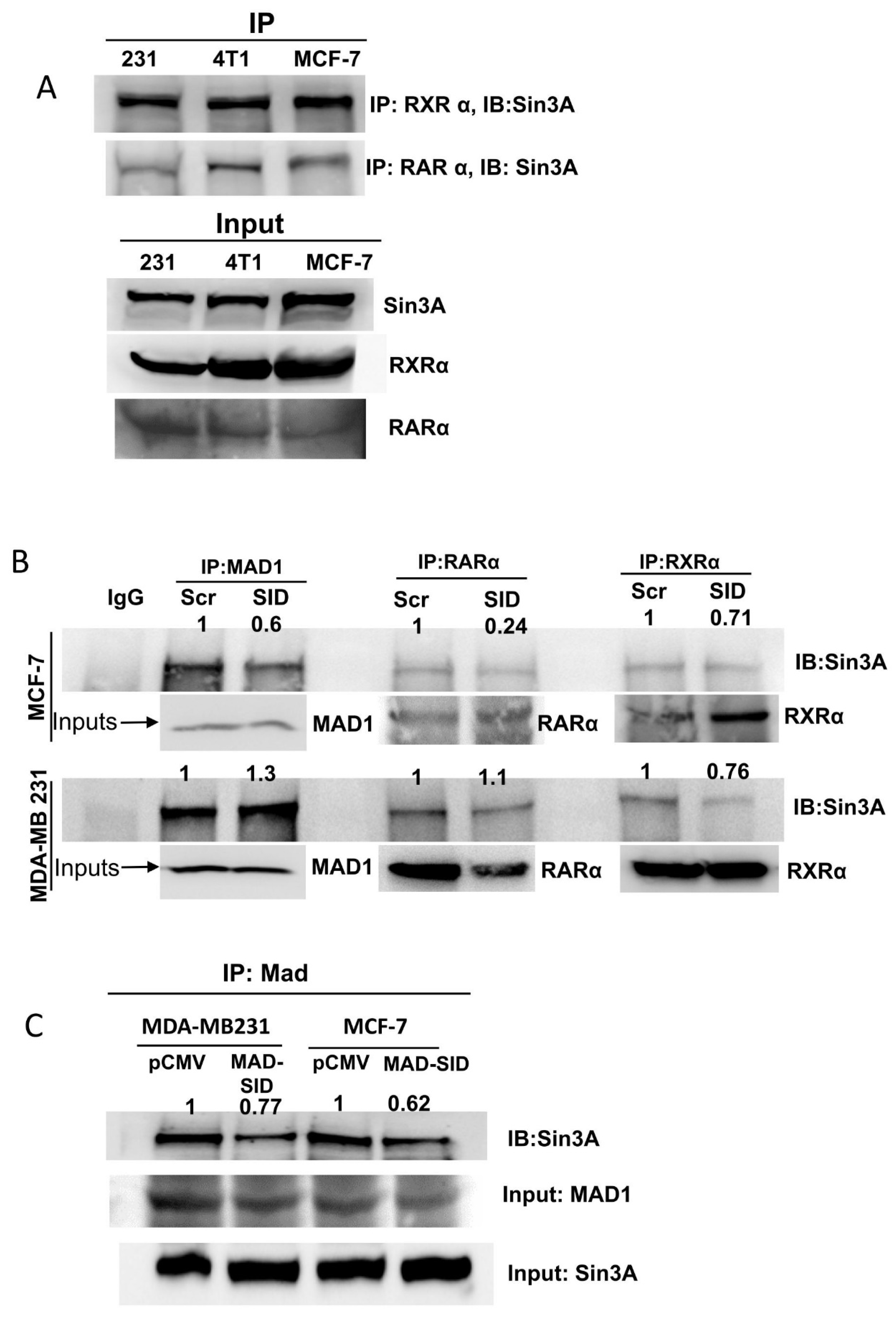 Cells 11 01179 g002 Cells 11 01179 g002