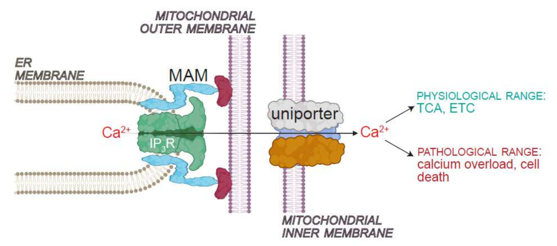 Cells 11 01180 g004 Cells 11 01180 g004
