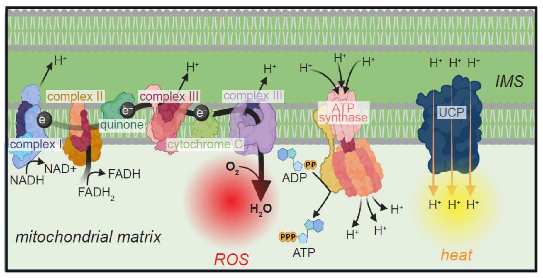 Cells 11 01180 g005 Cells 11 01180 g005