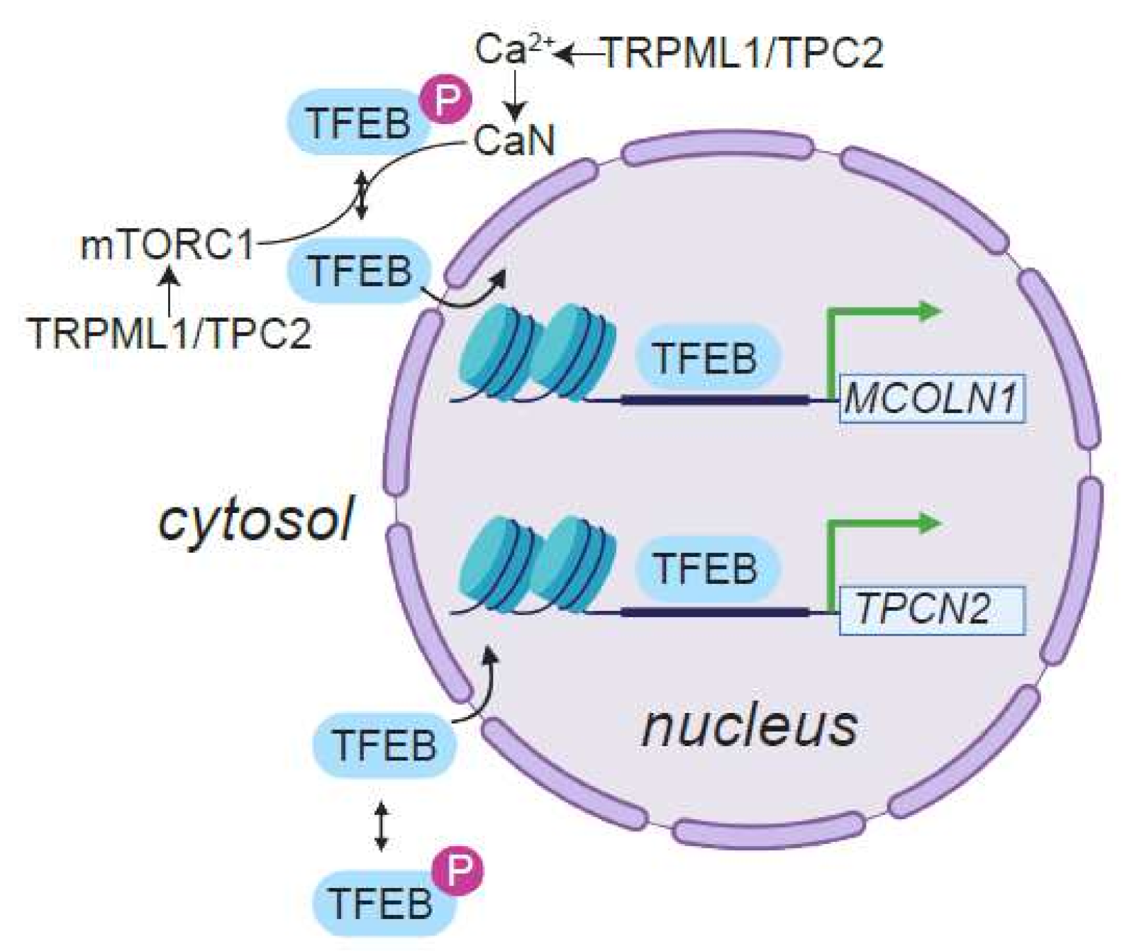 Cells 11 01180 g006 Cells 11 01180 g006