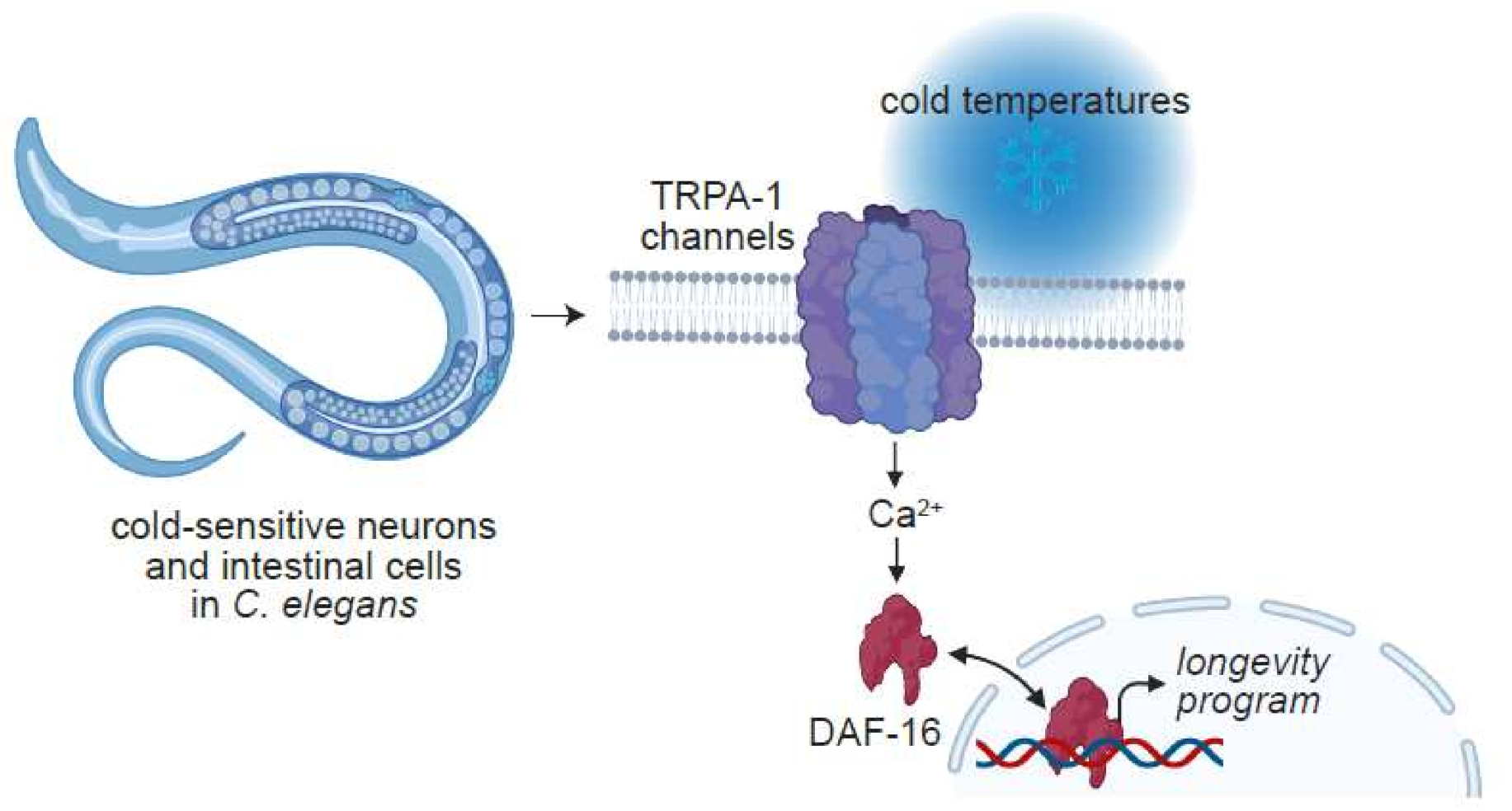 Cells 11 01180 g007 Cells 11 01180 g007