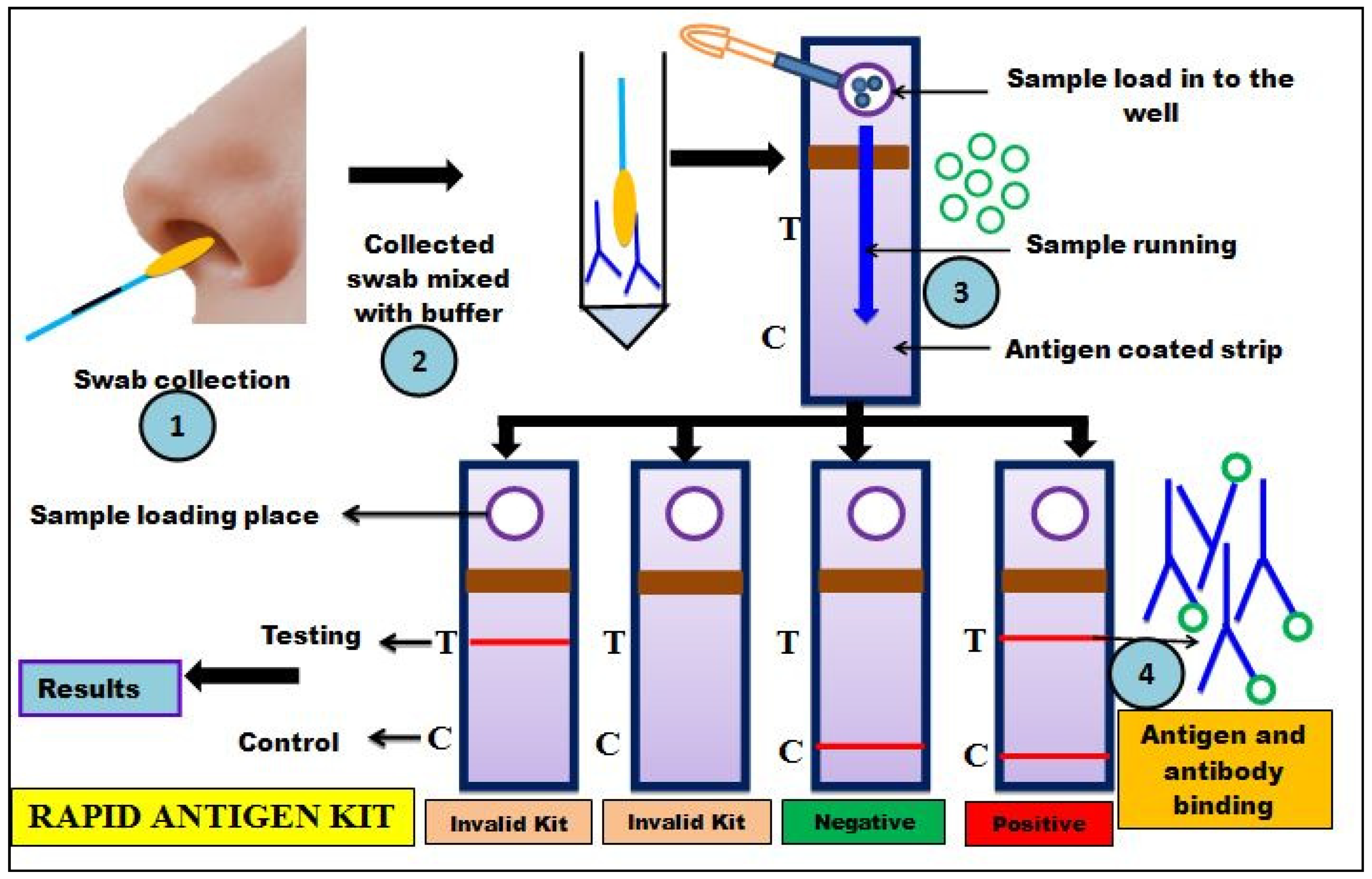 Cells 11 01182 g007 Cells 11 01182 g007