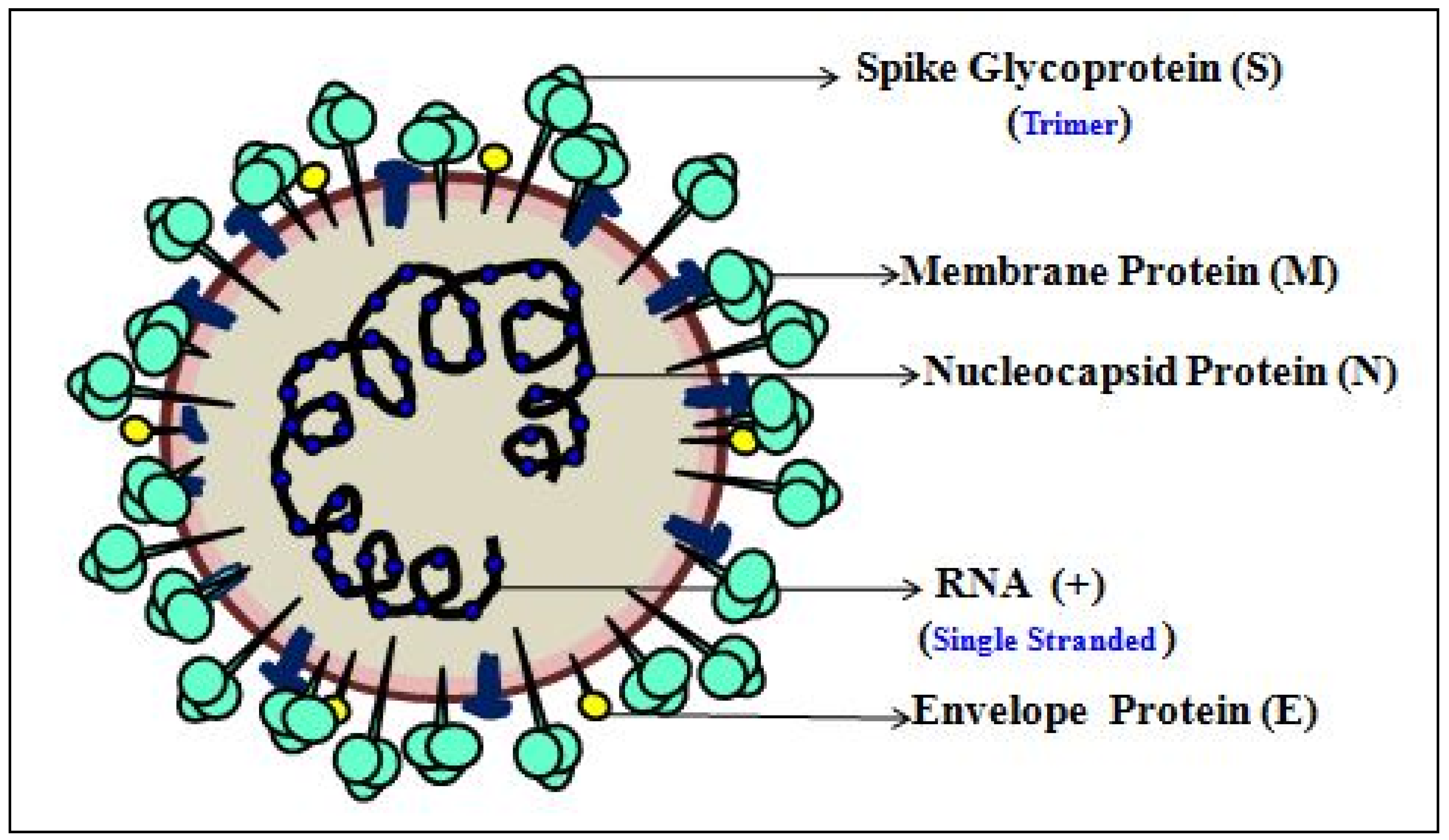 Cells 11 01182 g008 Cells 11 01182 g008