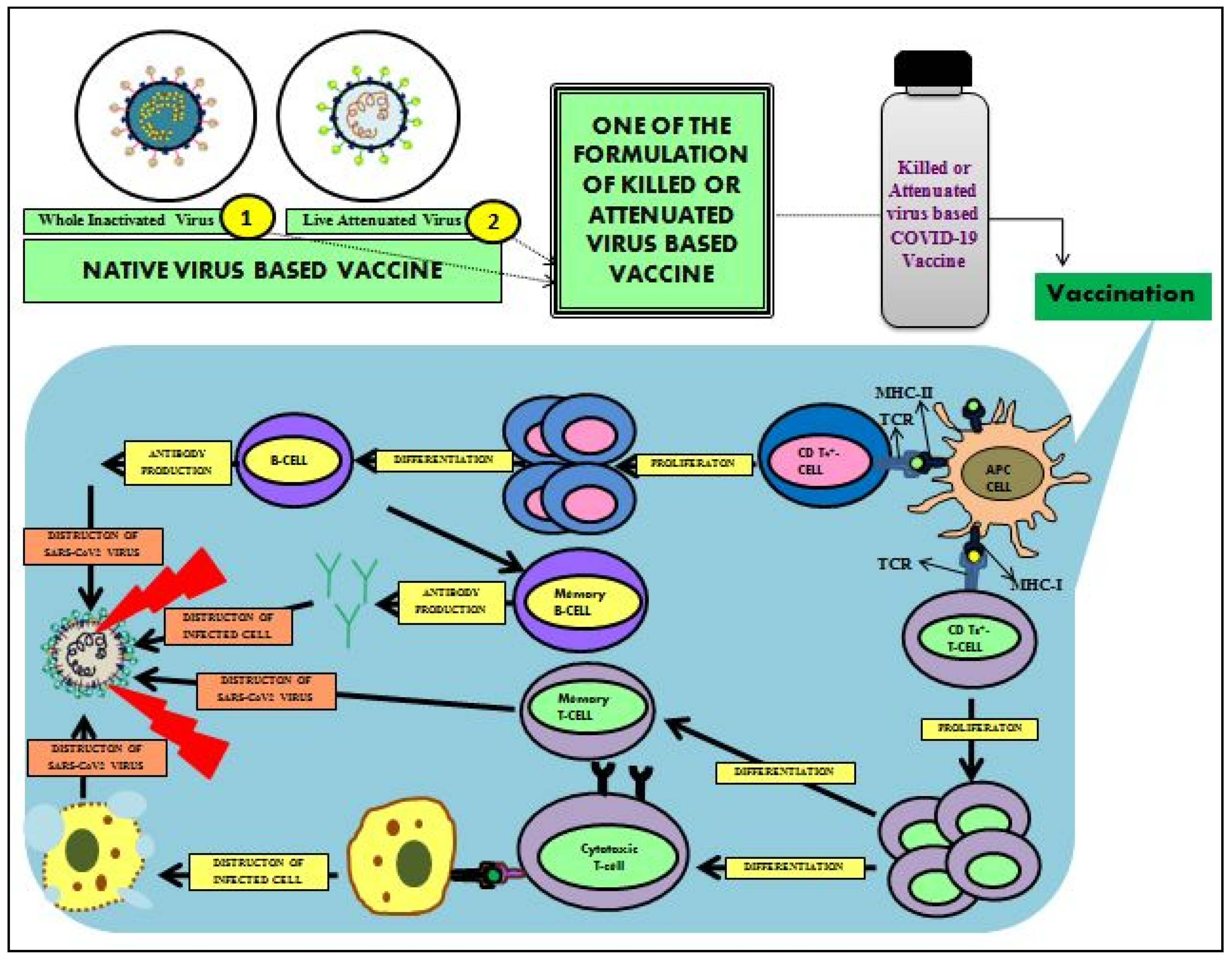 Cells 11 01182 g013 Cells 11 01182 g013