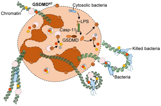 Cells 11 01188 g003 550