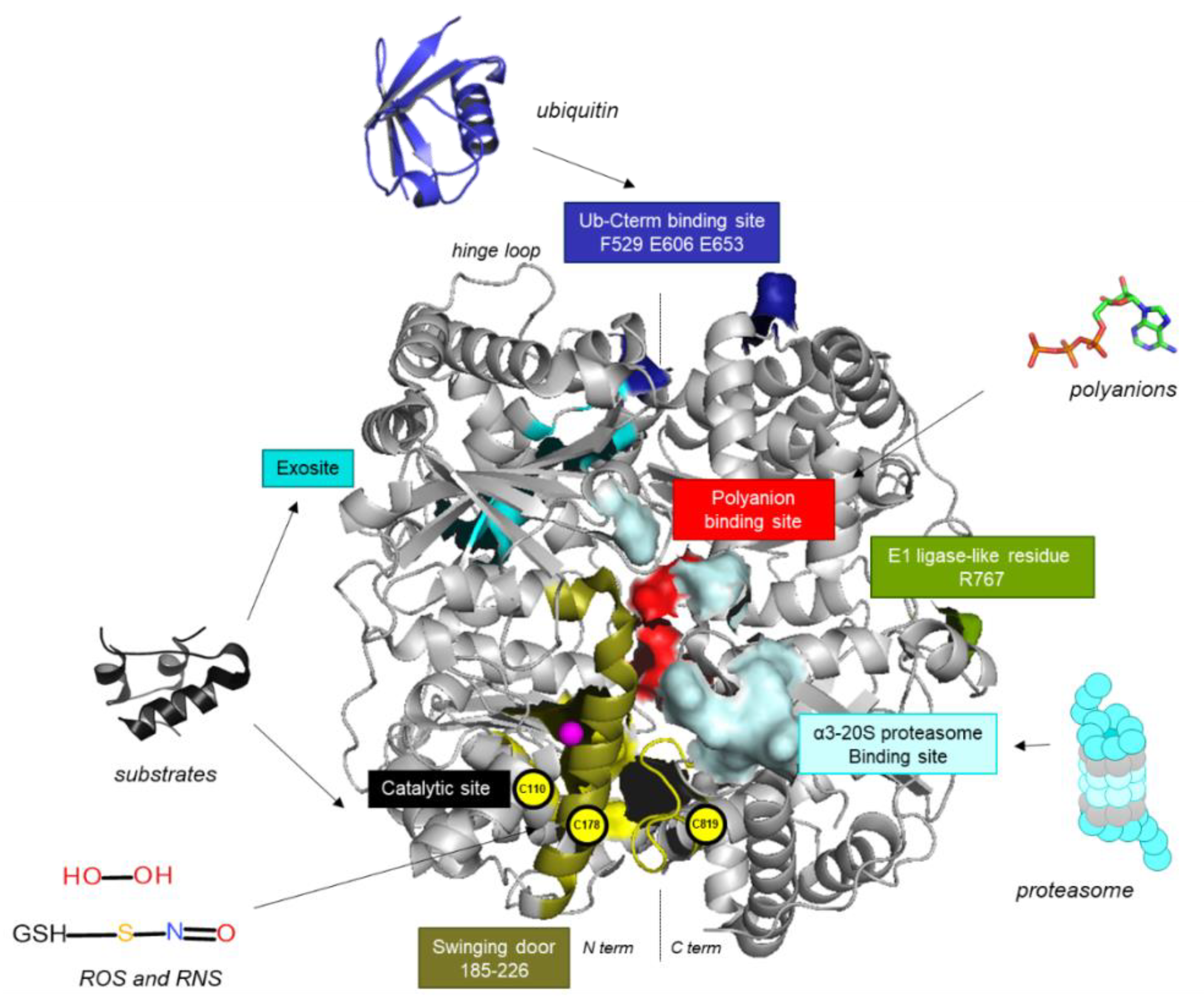 Cells 11 01228 g001 Cells 11 01228 g001