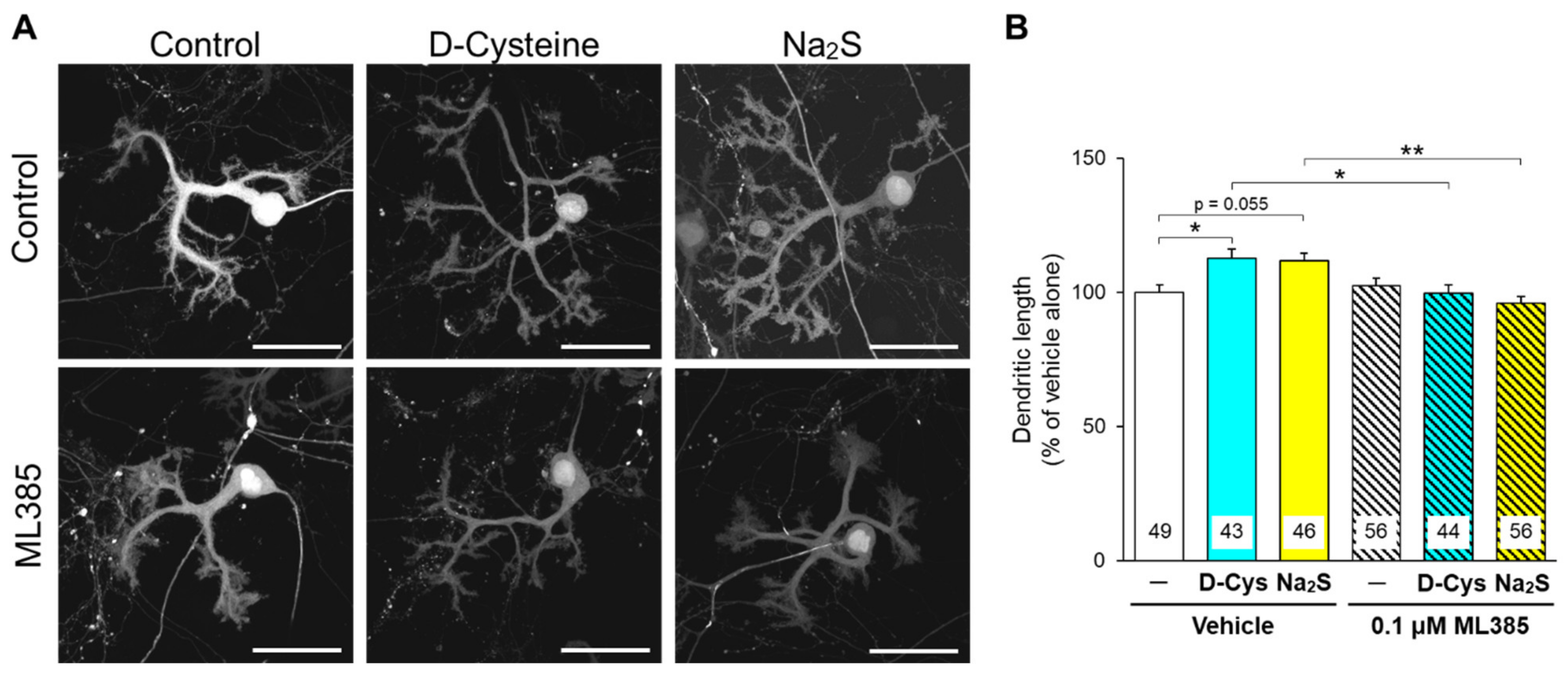Cells 11 01230 g006 Cells 11 01230 g006