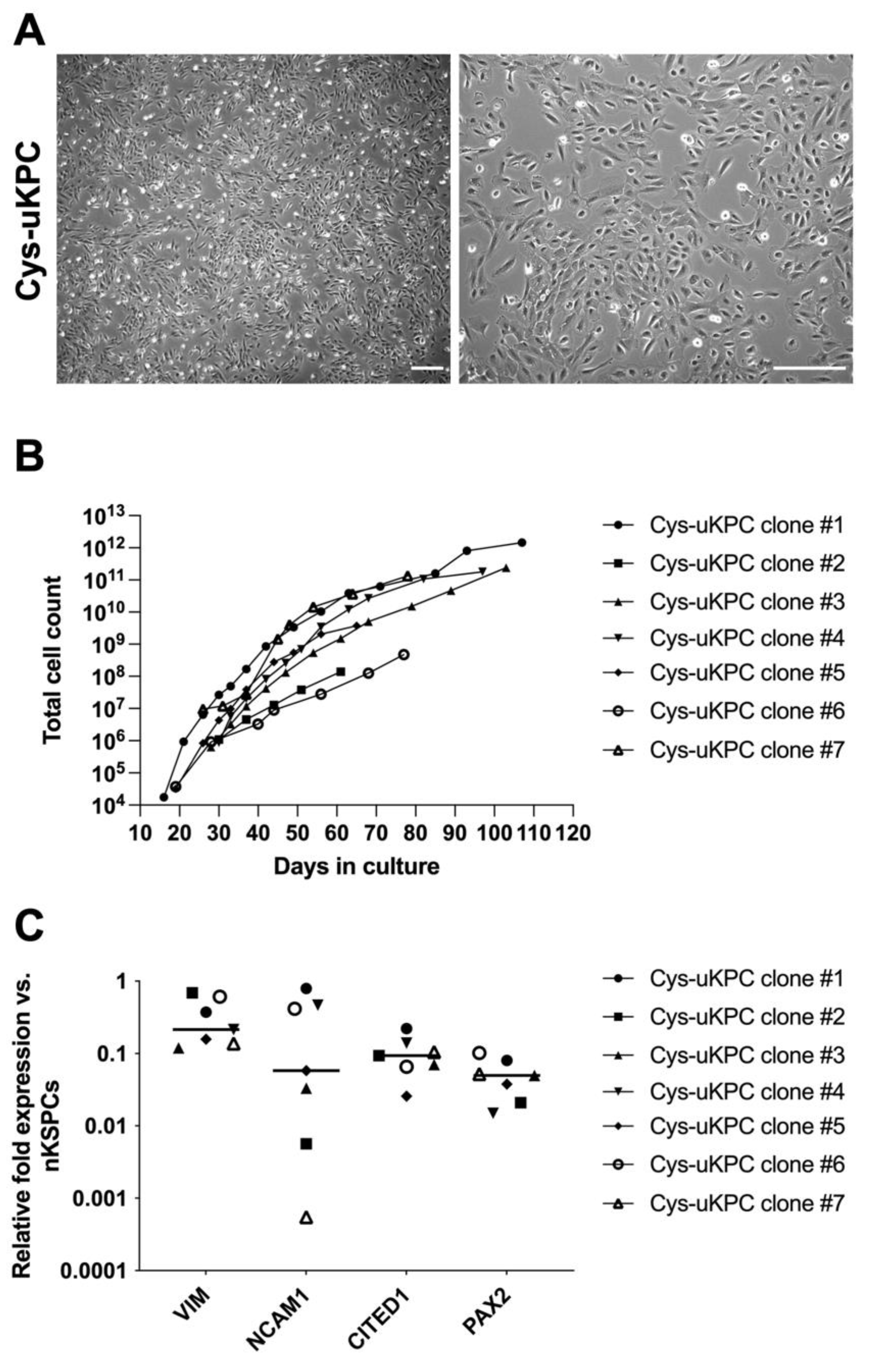 Cells 11 01245 g002 Cells 11 01245 g002