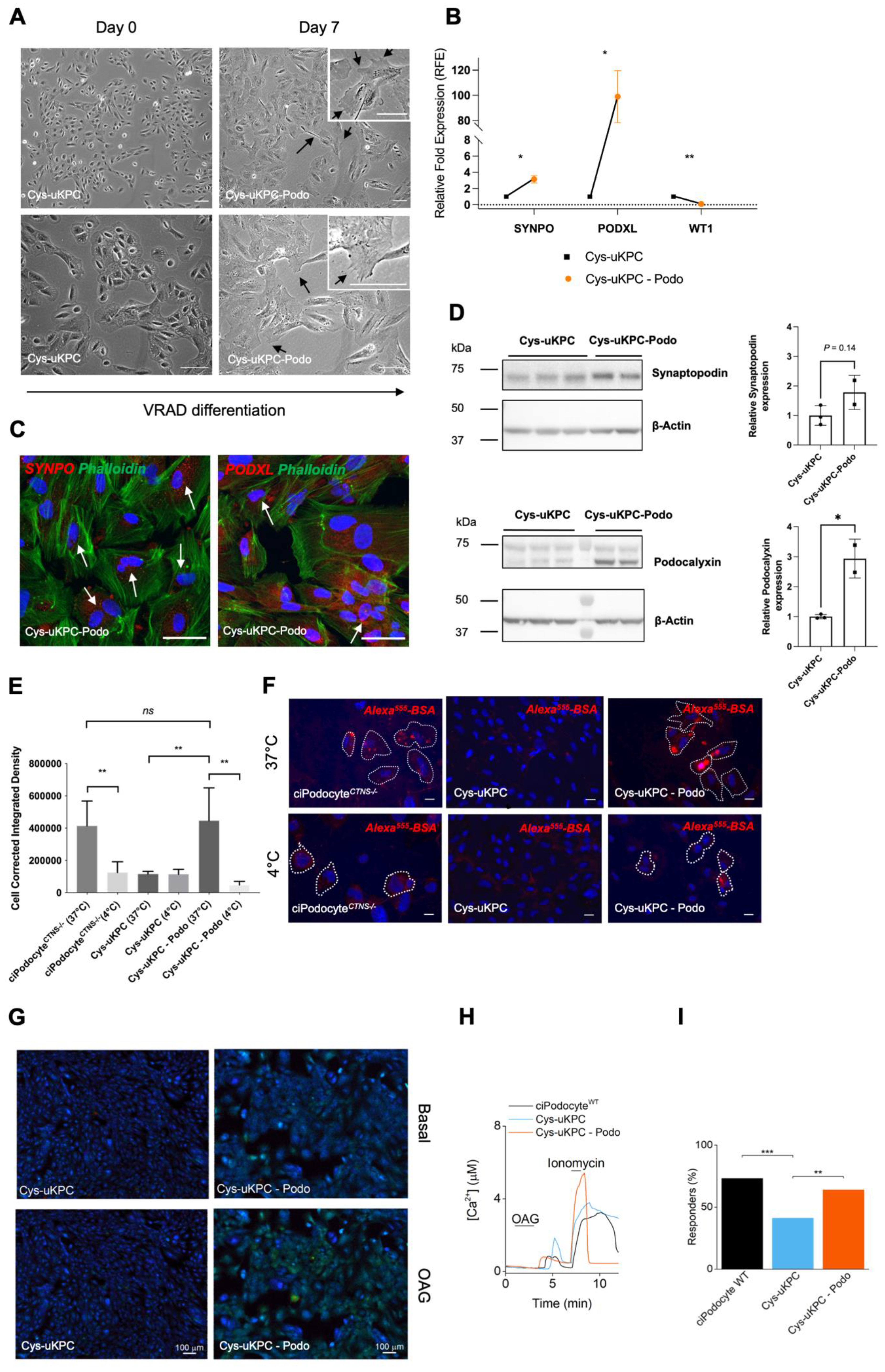 Cells 11 01245 g003 Cells 11 01245 g003