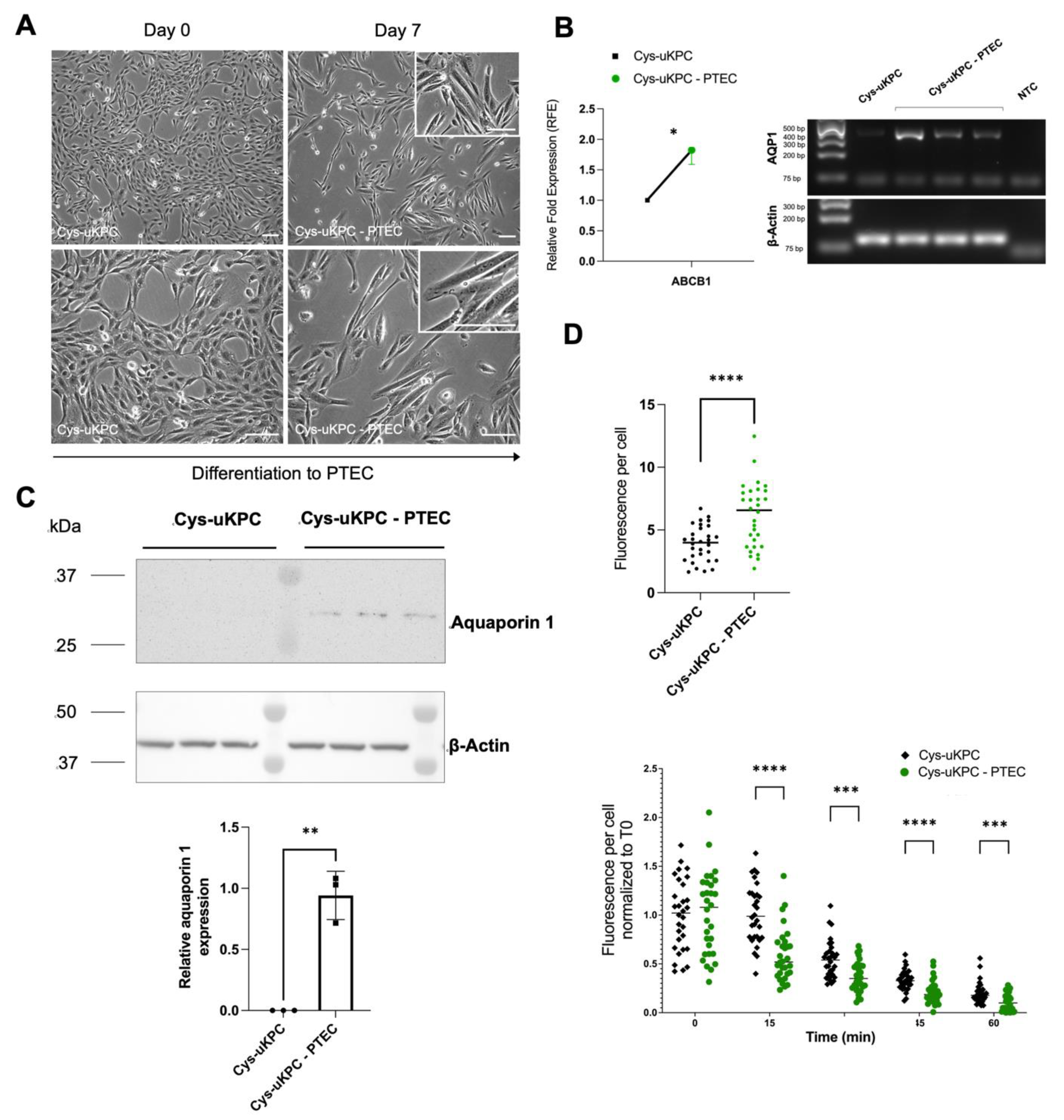 Cells 11 01245 g004 Cells 11 01245 g004