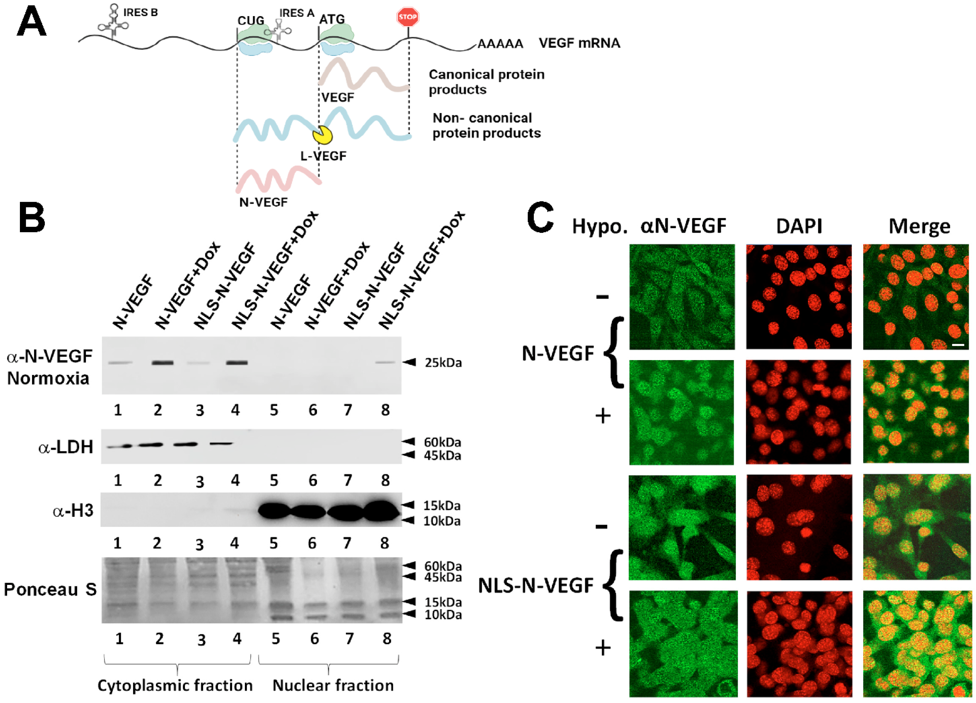 Cells 11 01289 g001 Cells 11 01289 g001