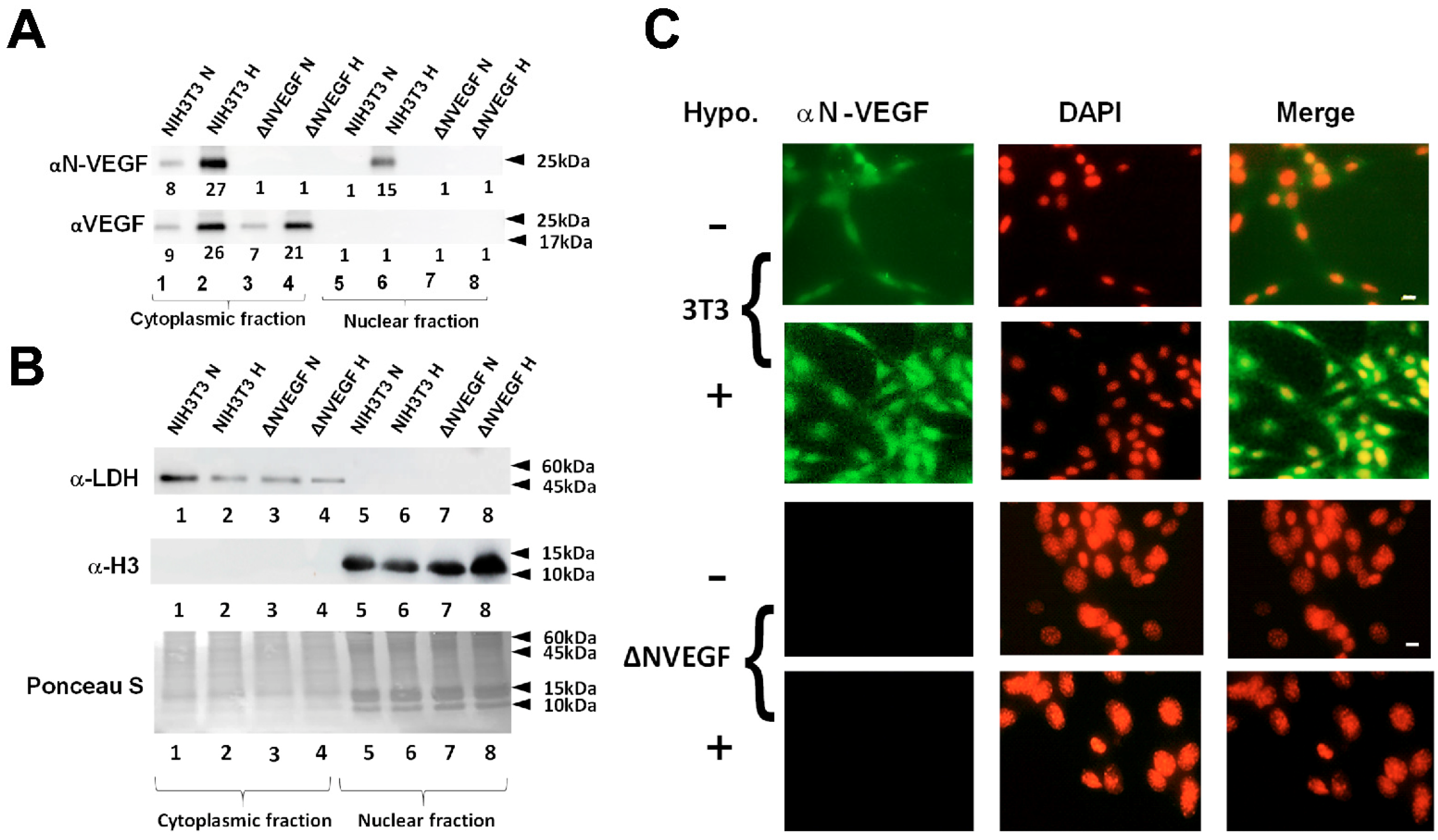 Cells 11 01289 g003 Cells 11 01289 g003