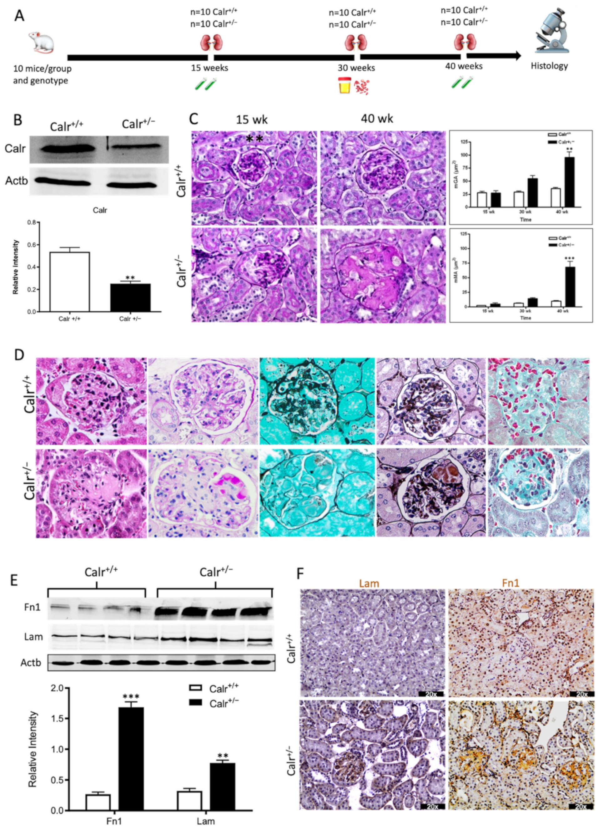 Cells 11 01329 g001a