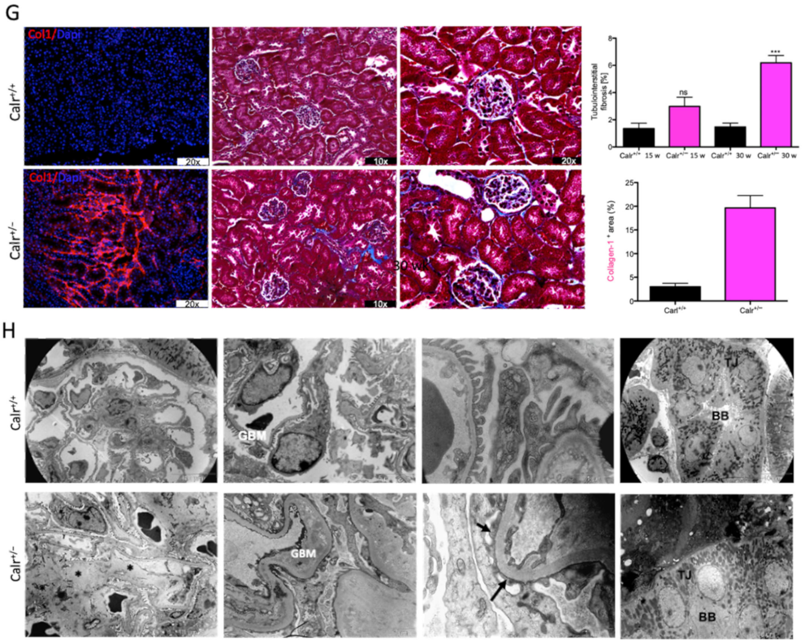 Cells 11 01329 g001b