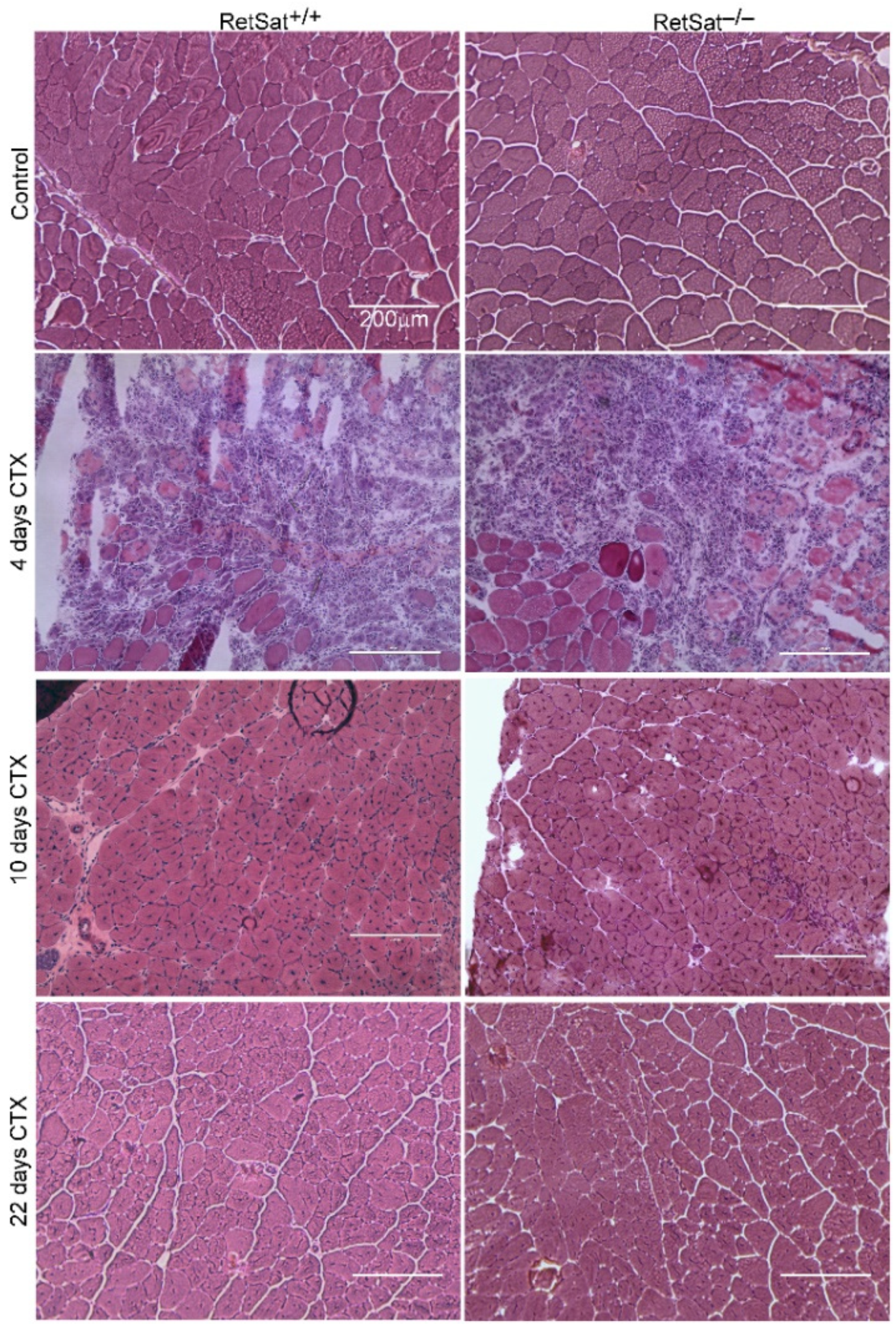Cells 11 01333 g002 Cells 11 01333 g002