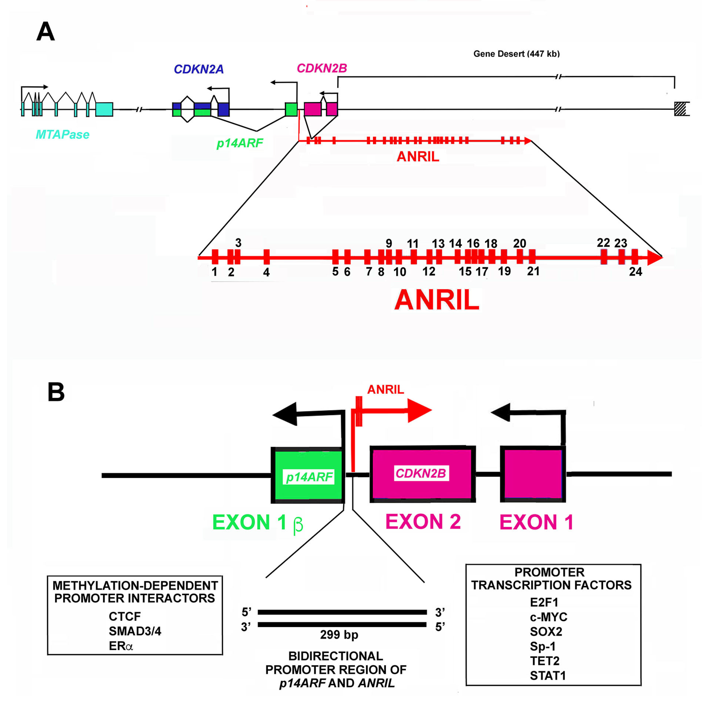Cells 11 01346 g001 Cells 11 01346 g001