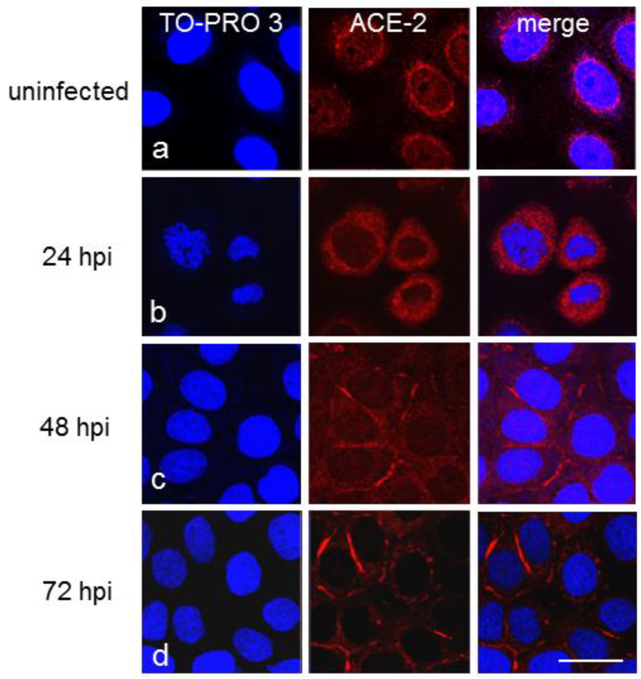 Cells 11 01347 g003 Cells 11 01347 g003