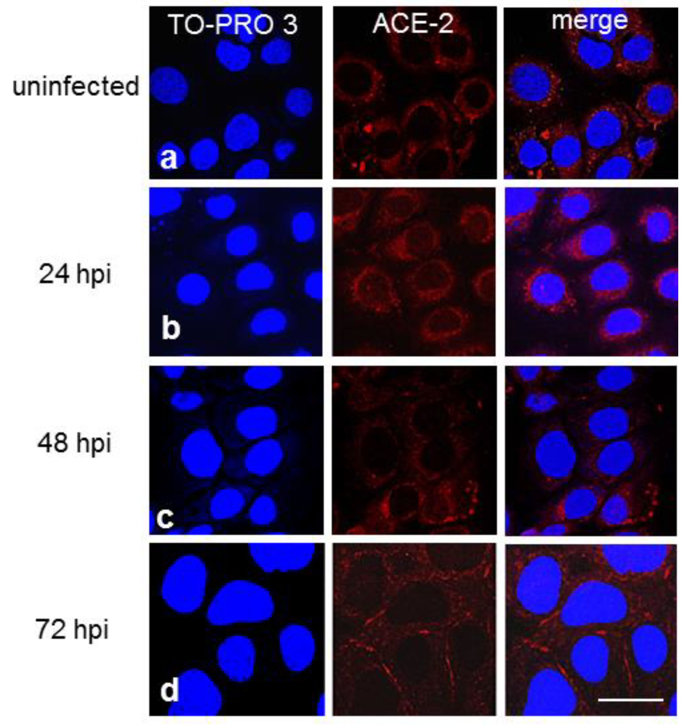 Cells 11 01347 g004 Cells 11 01347 g004