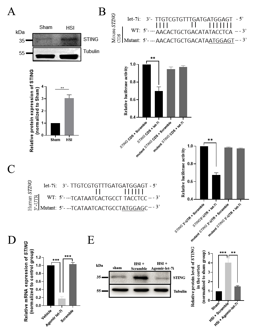 Cells 11 01348 g006 Cells 11 01348 g006