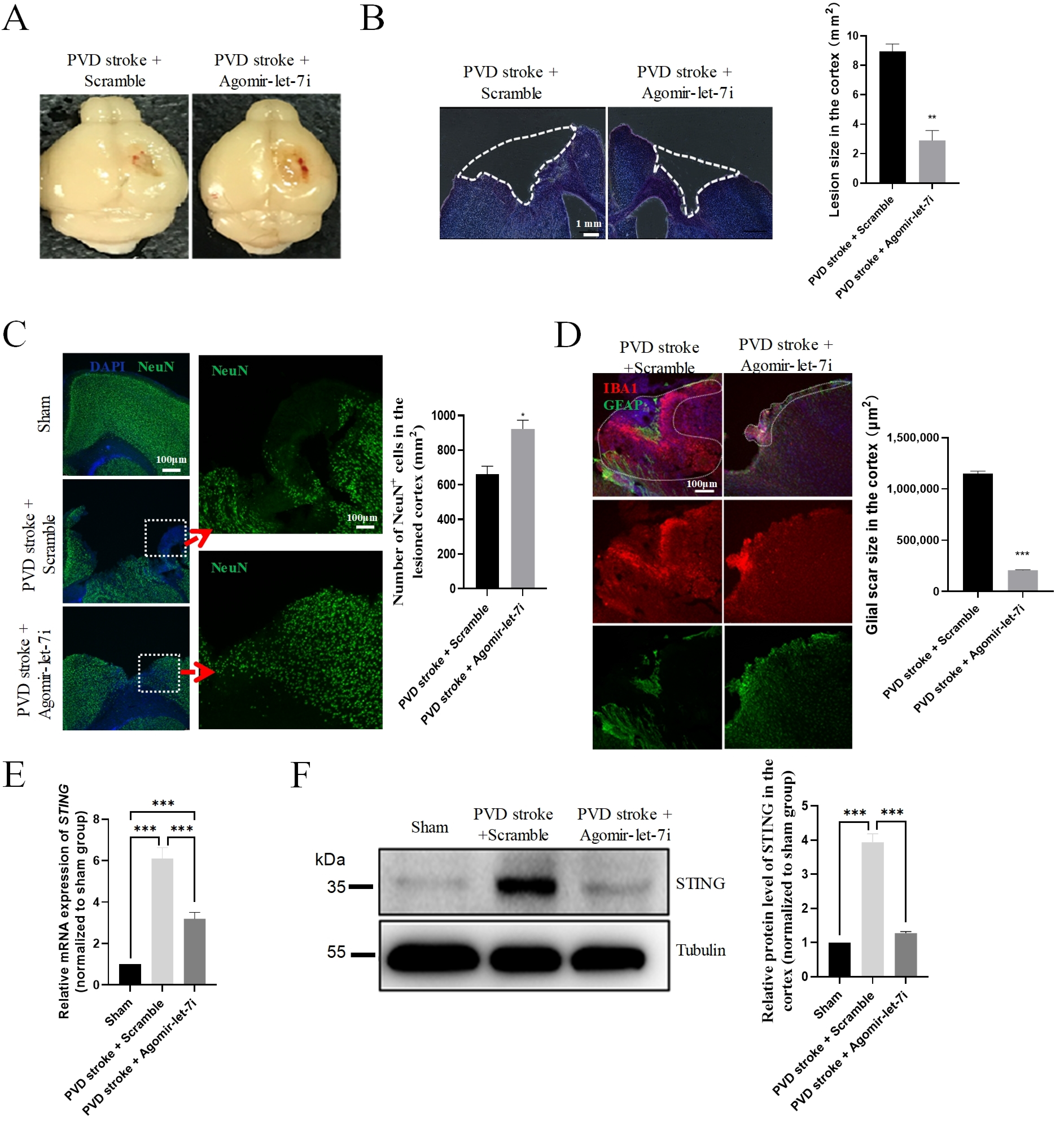 Cells 11 01348 g007 Cells 11 01348 g007