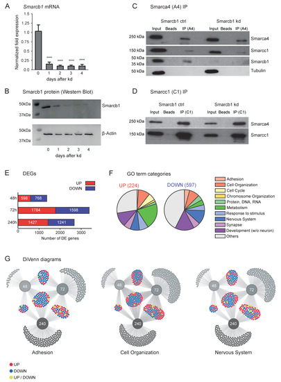 Cells 11 01354 g001 550