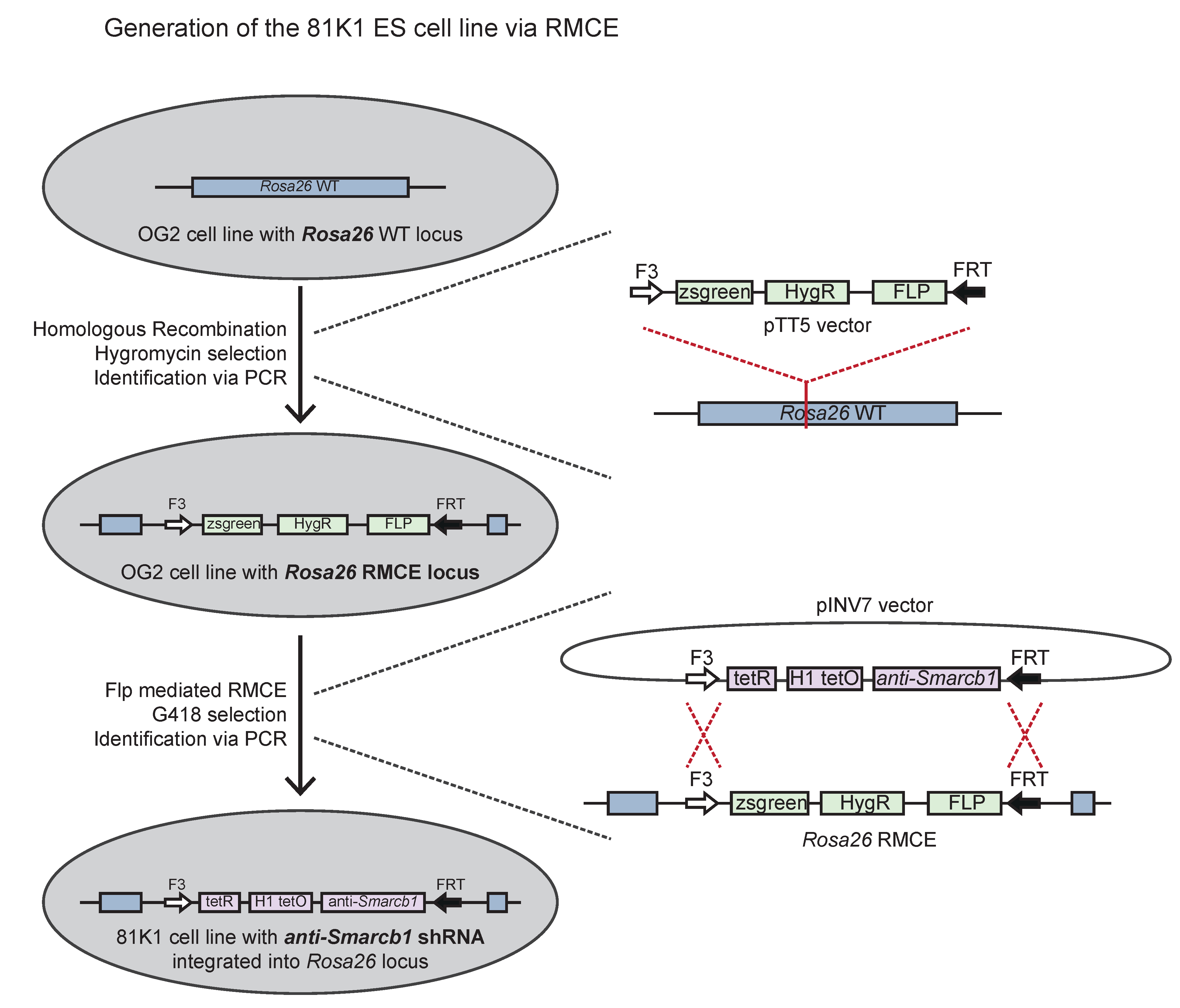 Cells 11 01354 sch001