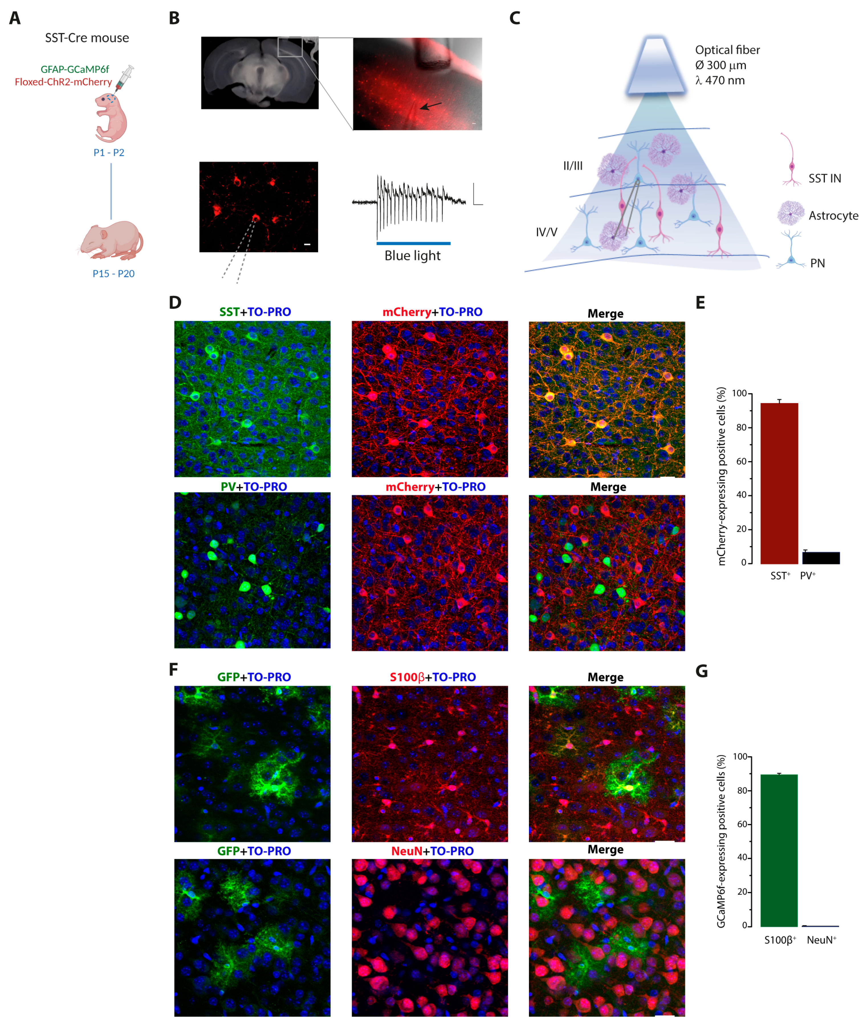 Cells 11 01400 g001 Cells 11 01400 g001