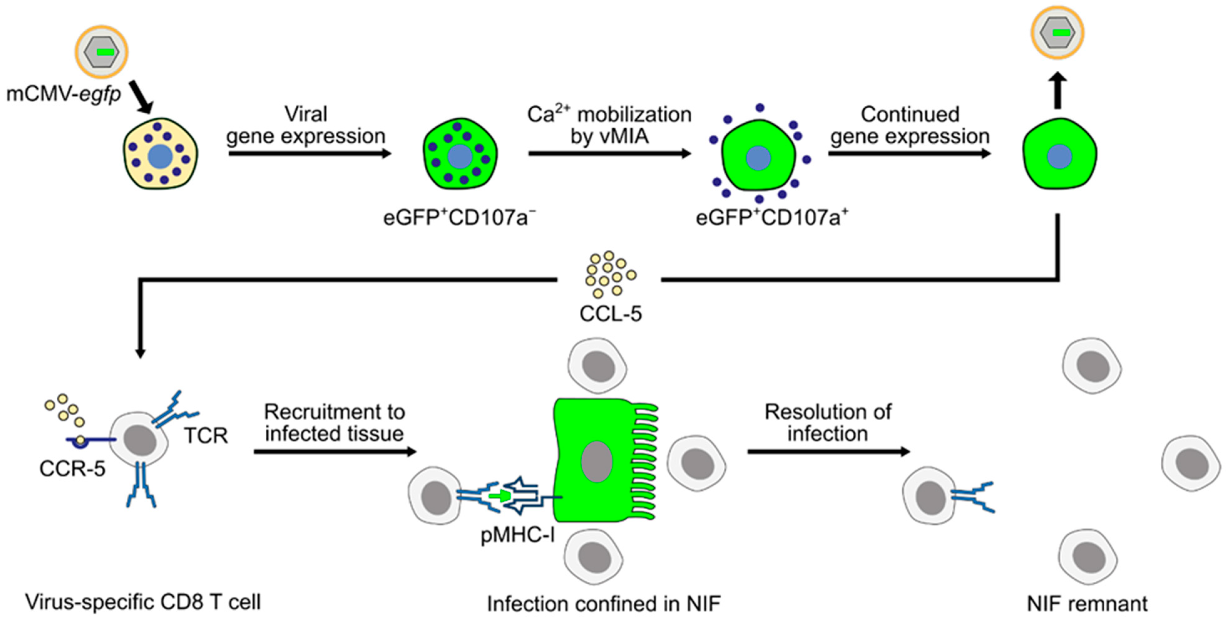Cells 11 01402 g005 Cells 11 01402 g005