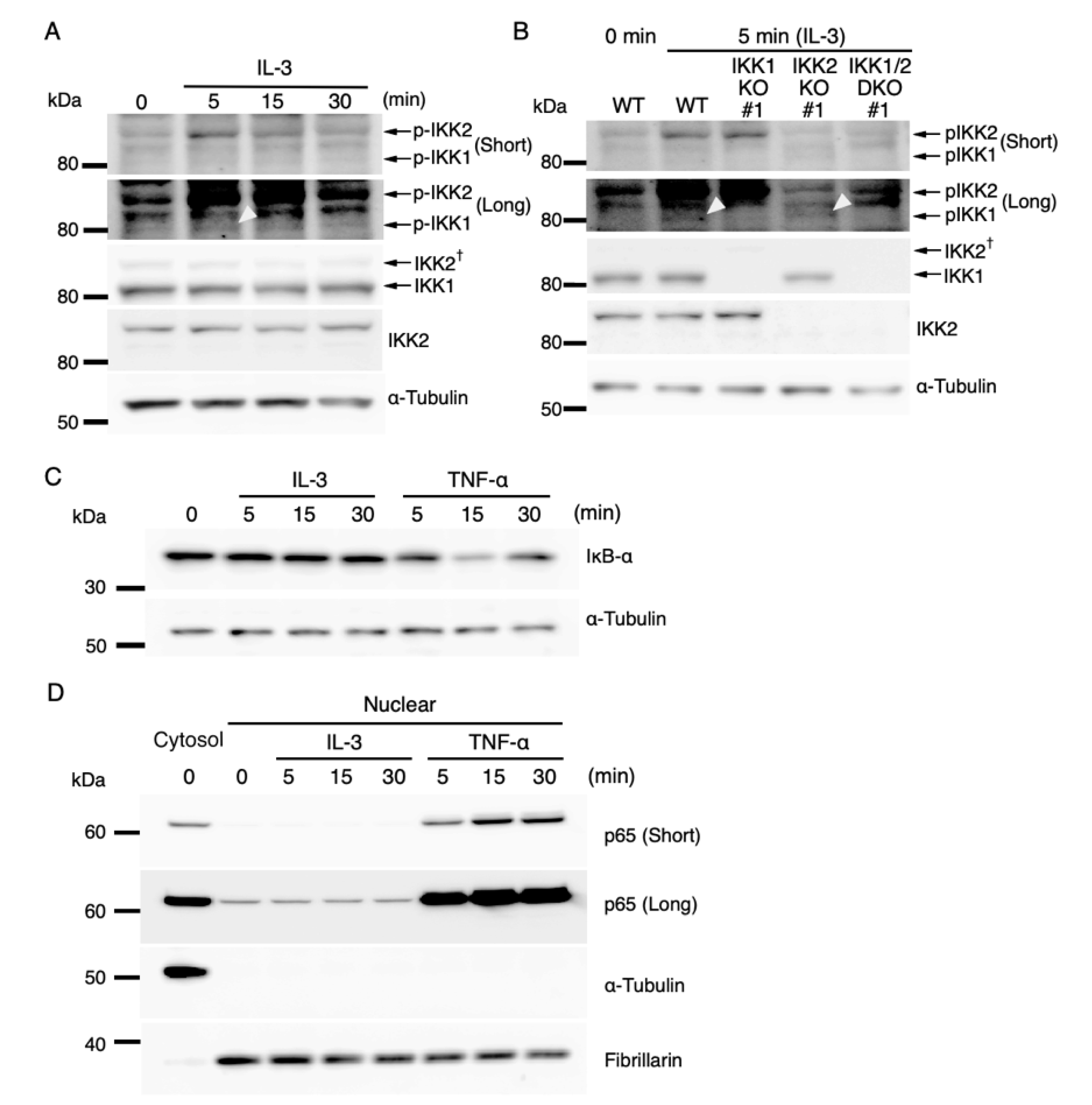 Cells 11 01451 g003 Cells 11 01451 g003