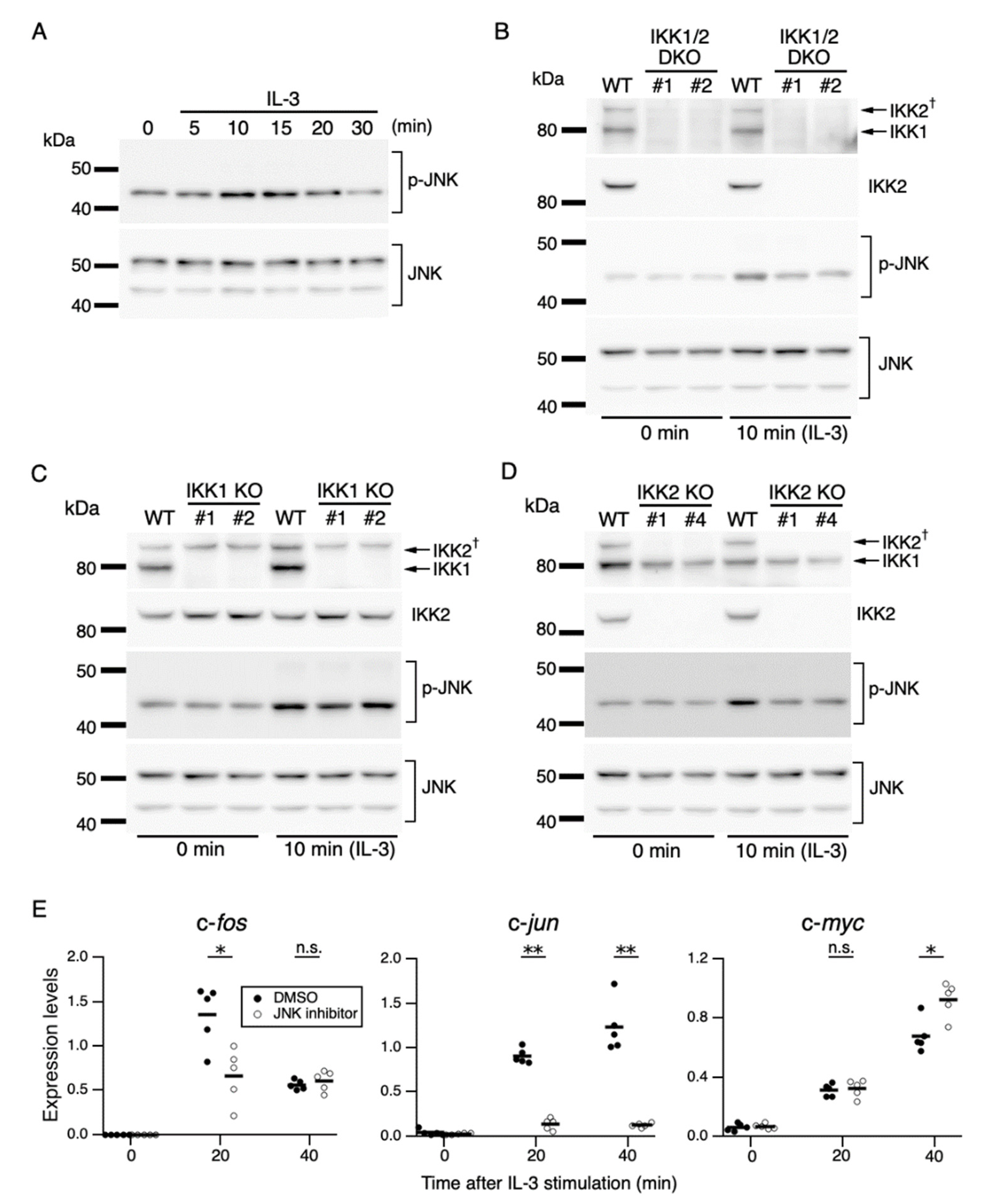 Cells 11 01451 g004 Cells 11 01451 g004