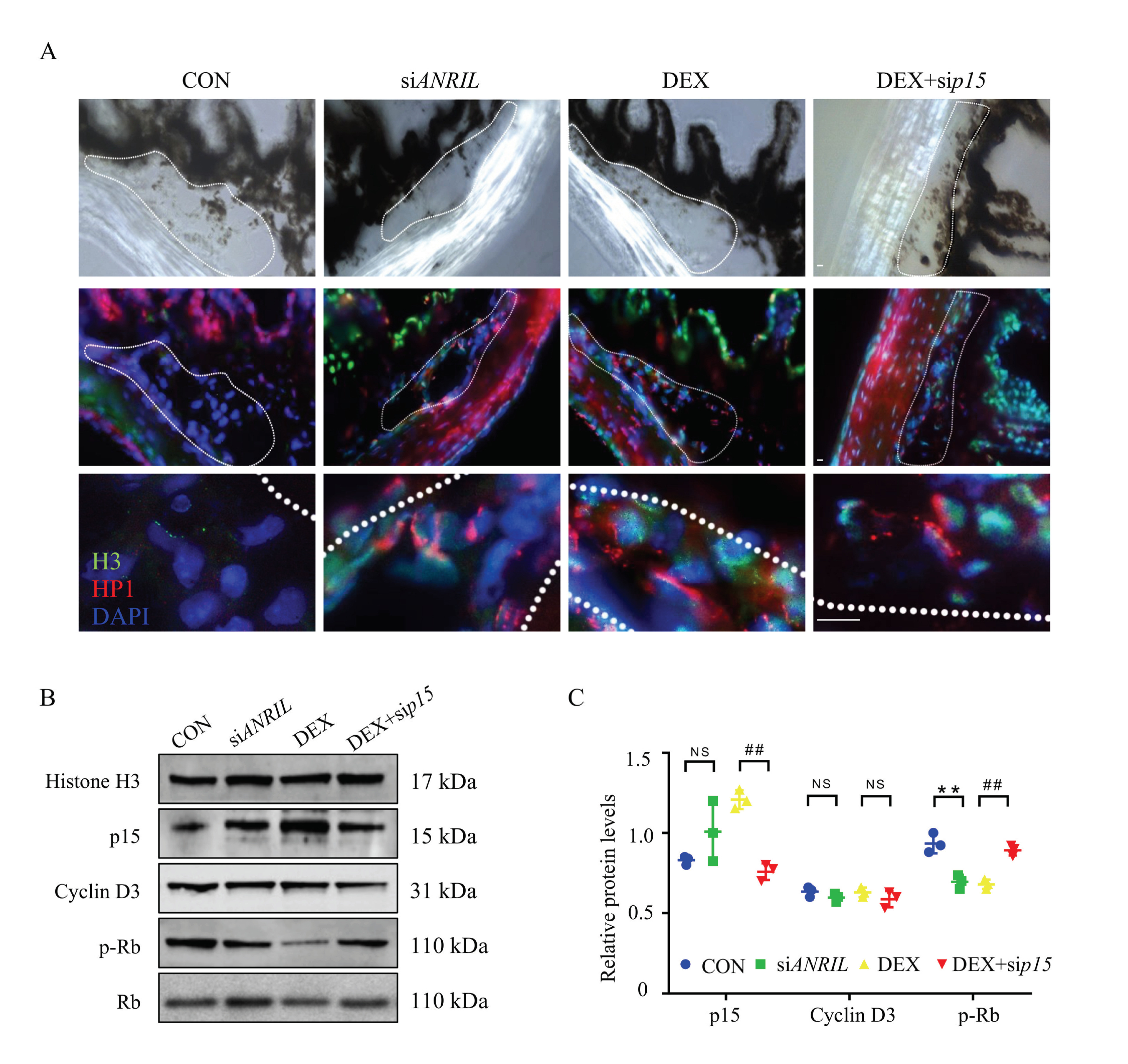 Cells 11 01468 g006 Cells 11 01468 g006