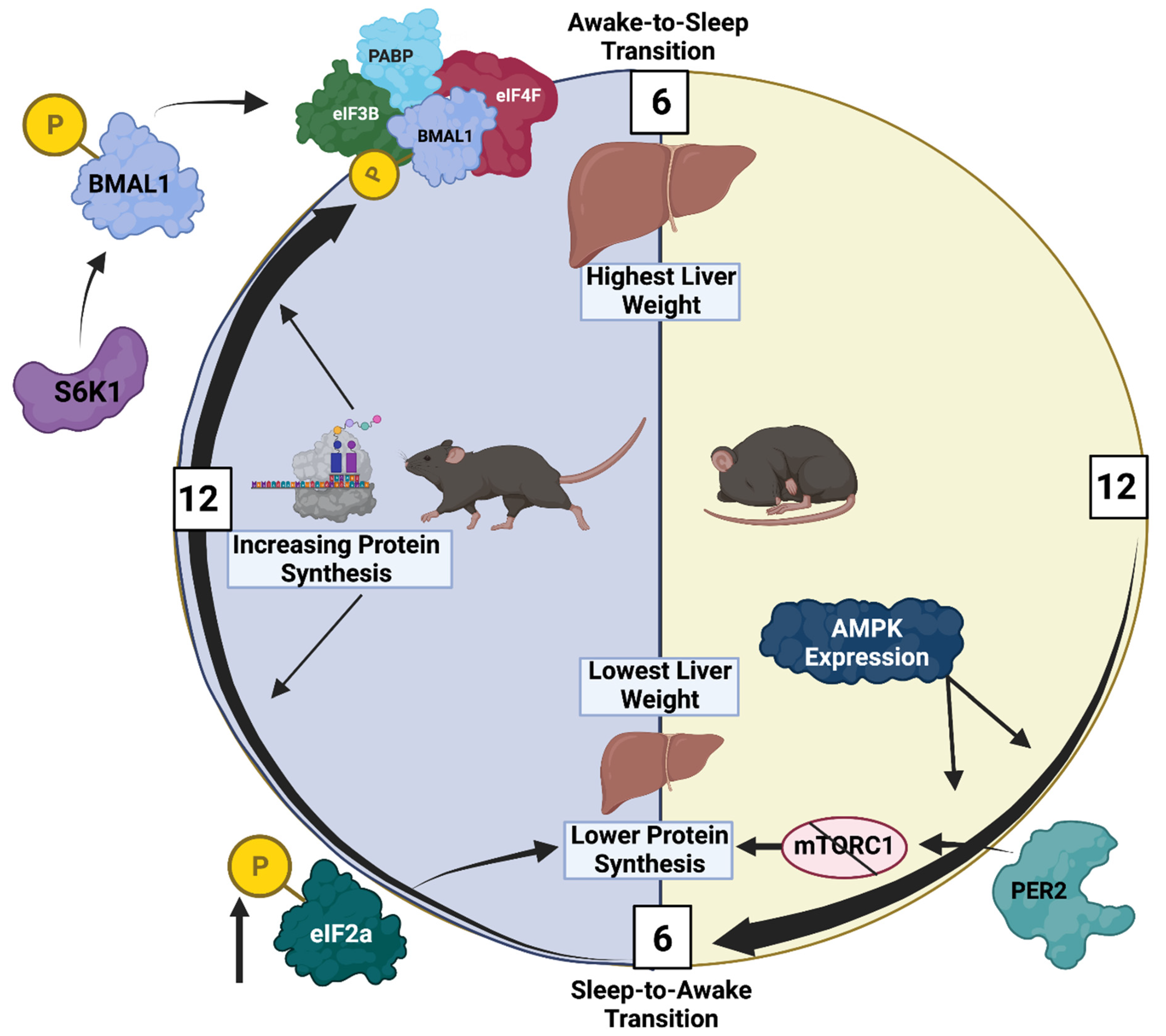 Cells 11 01494 g002 Cells 11 01494 g002