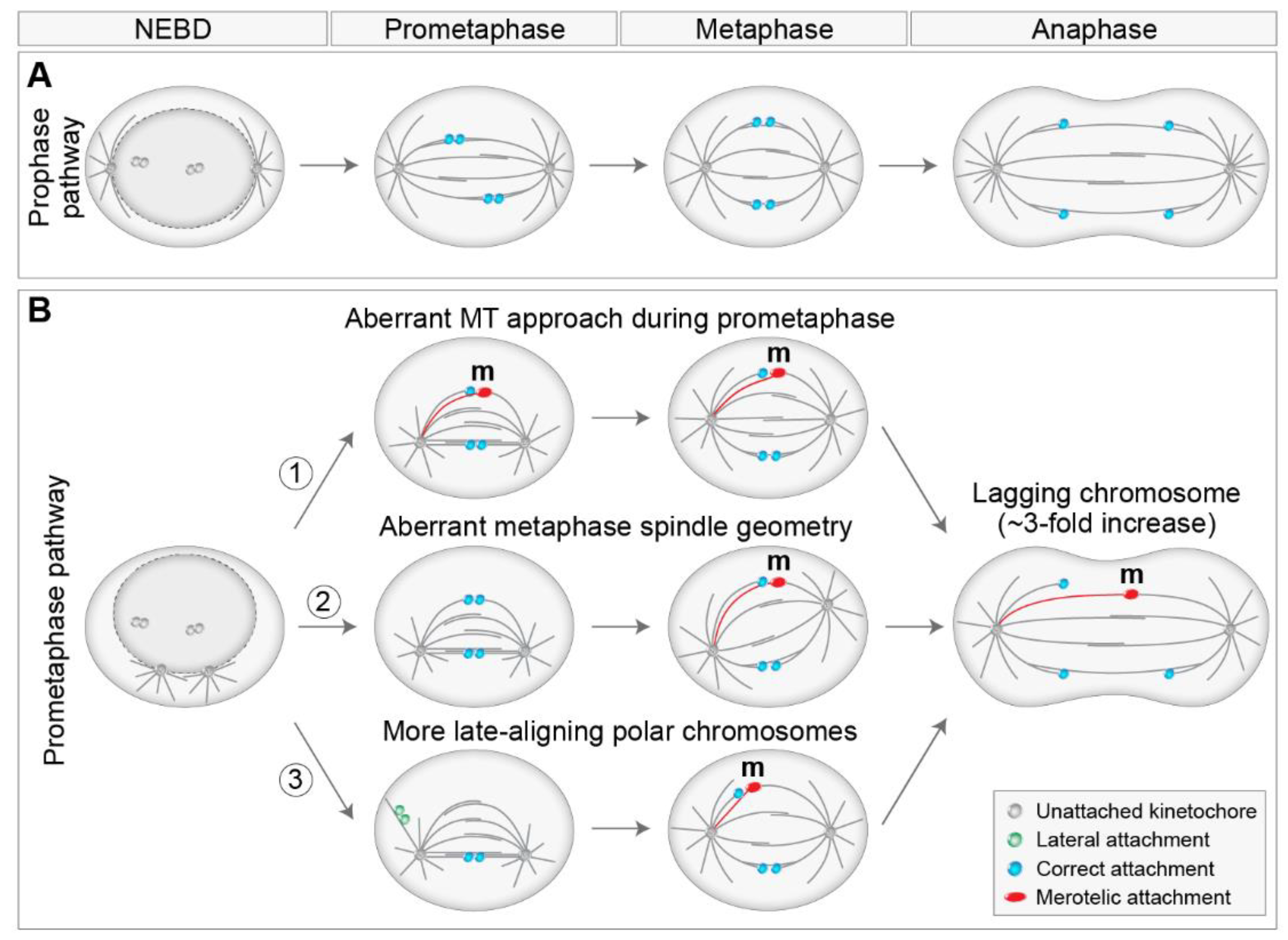 Cells 11 01531 g005 Cells 11 01531 g005