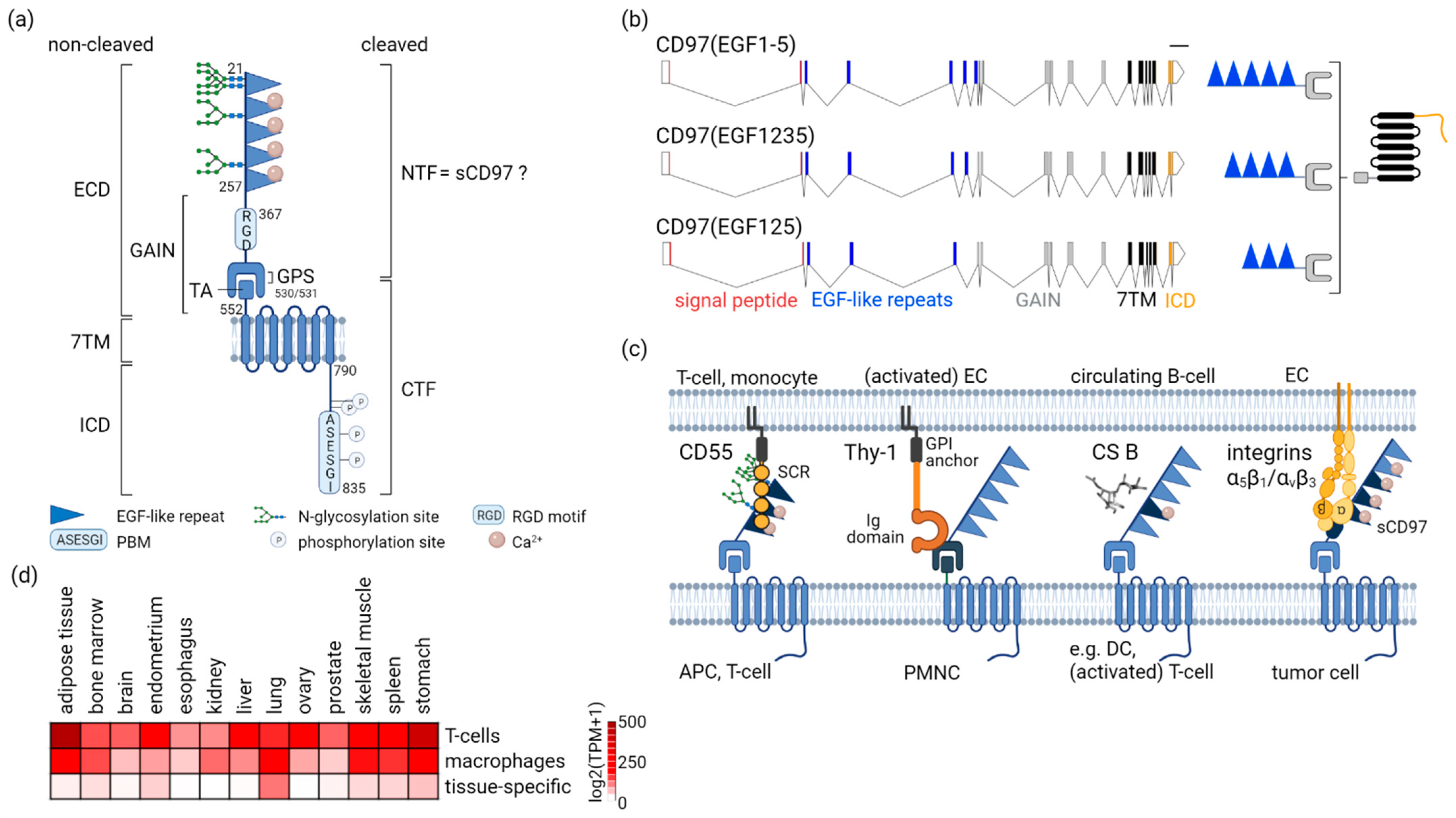 Cells 11 01538 g001 Cells 11 01538 g001