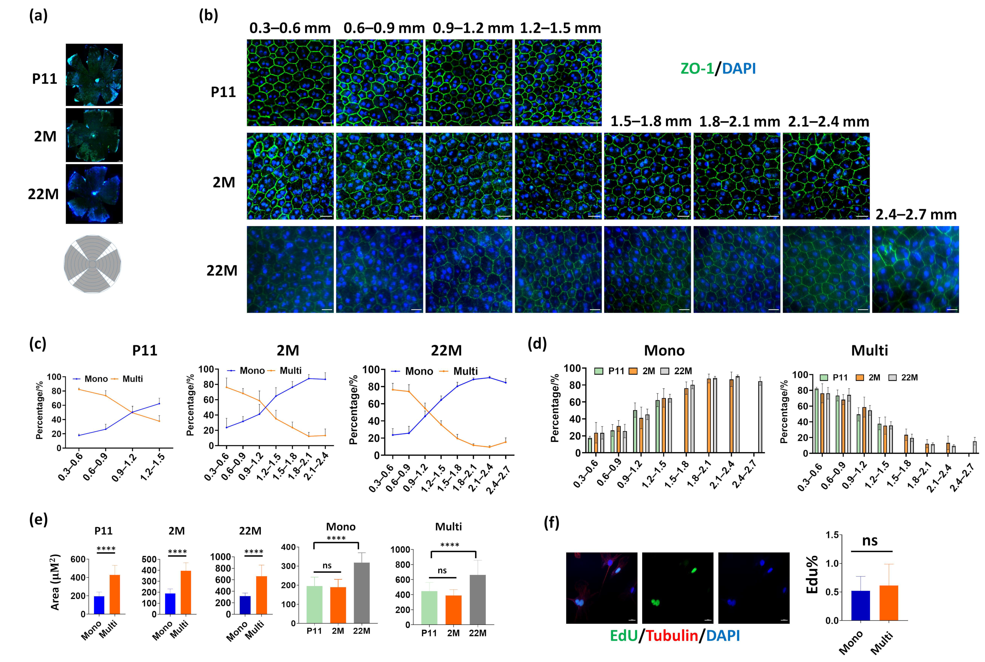 Cells 11 01552 g001 Cells 11 01552 g001