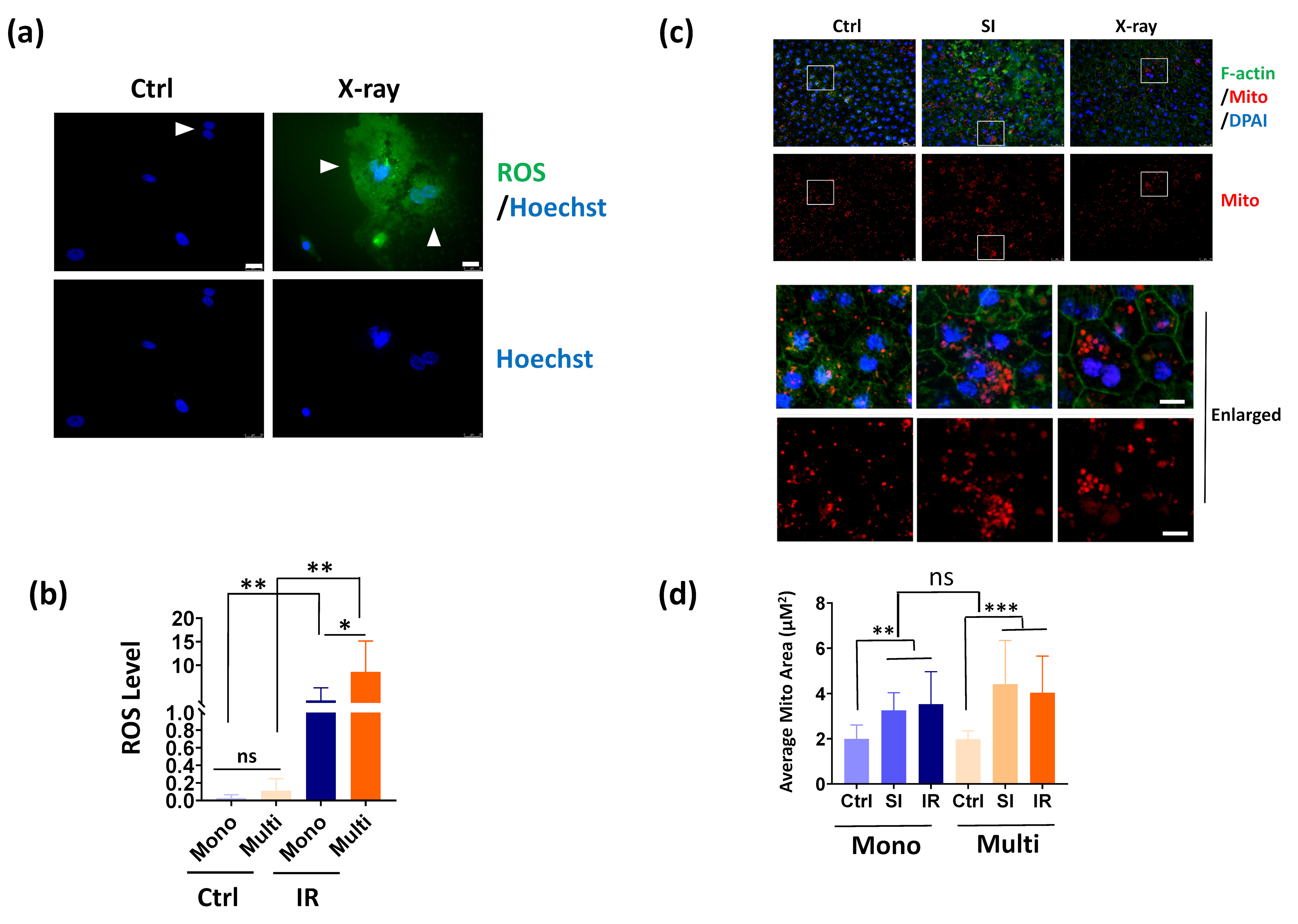 Cells 11 01552 g004 Cells 11 01552 g004