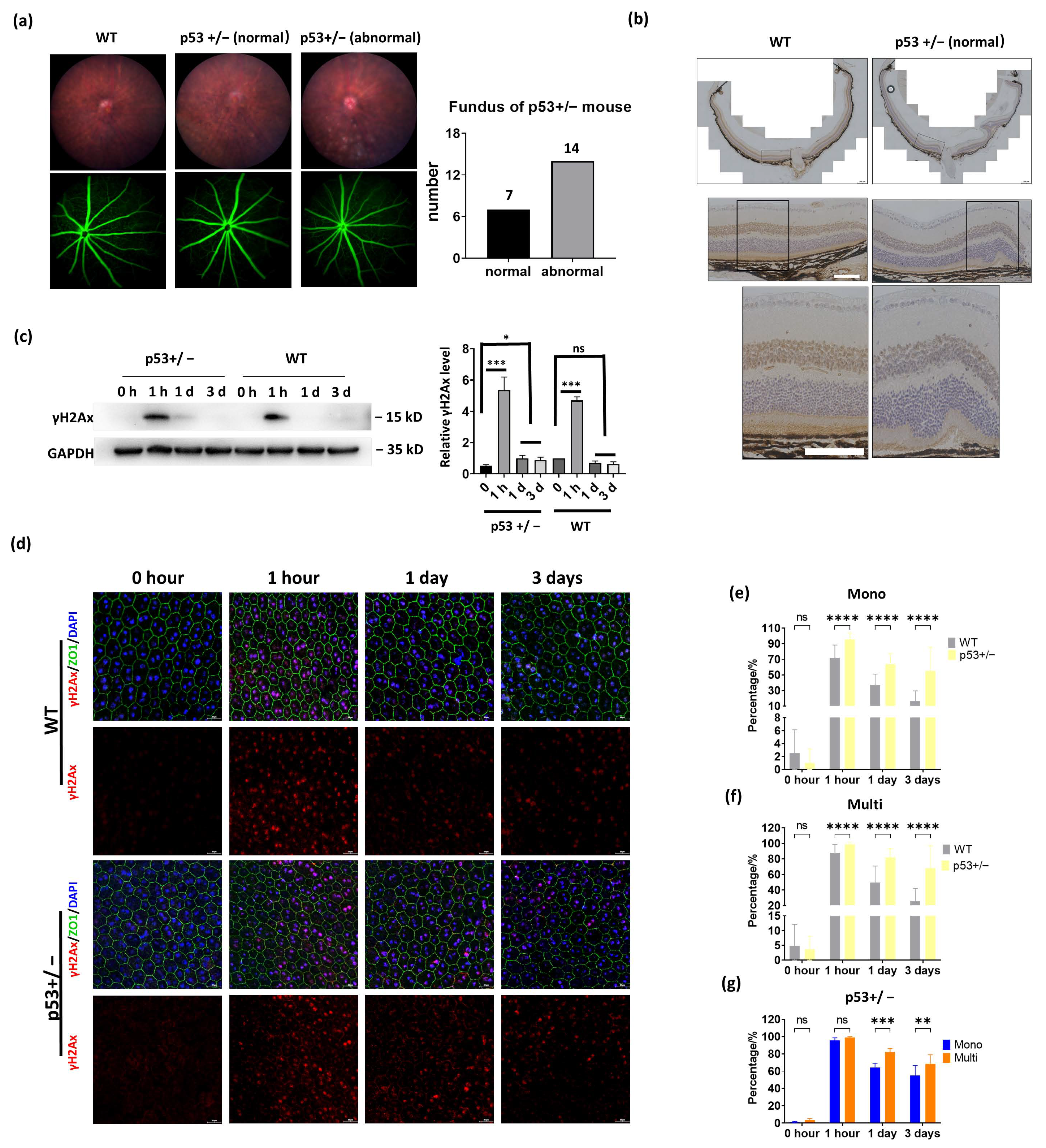 Cells 11 01552 g005 Cells 11 01552 g005