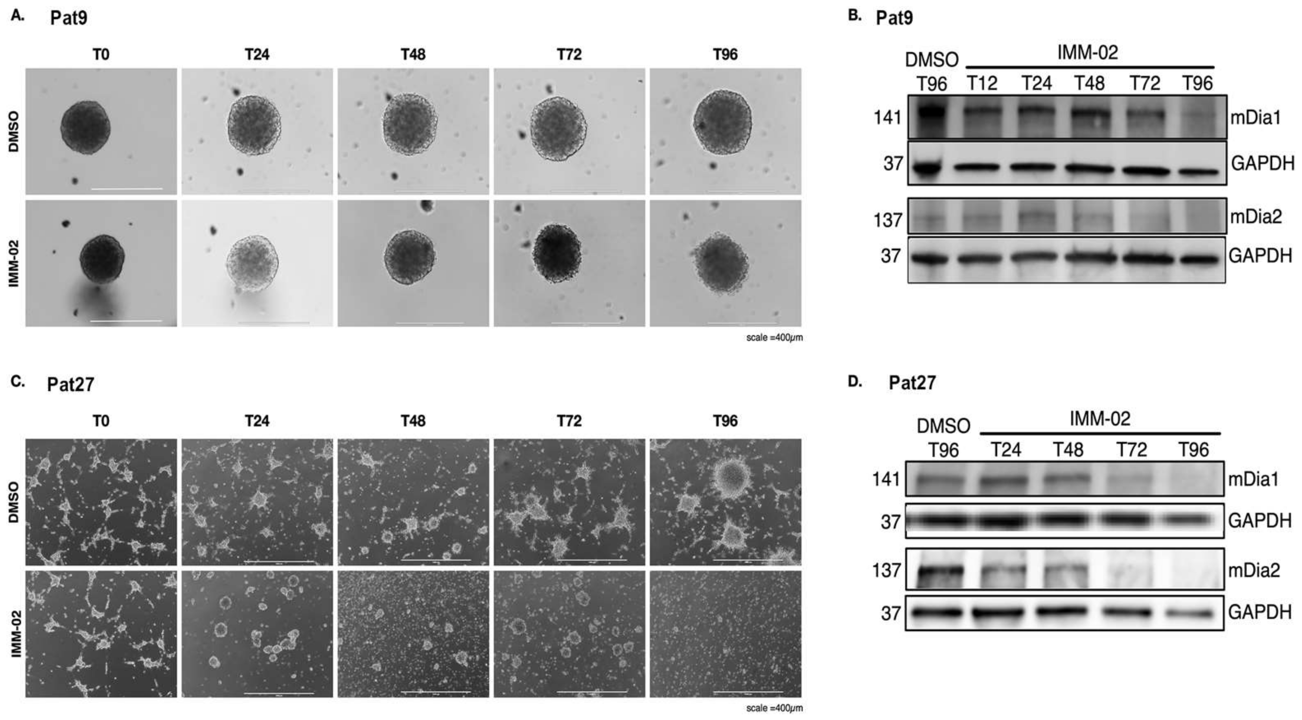 Cells 11 01559 g001 Cells 11 01559 g001