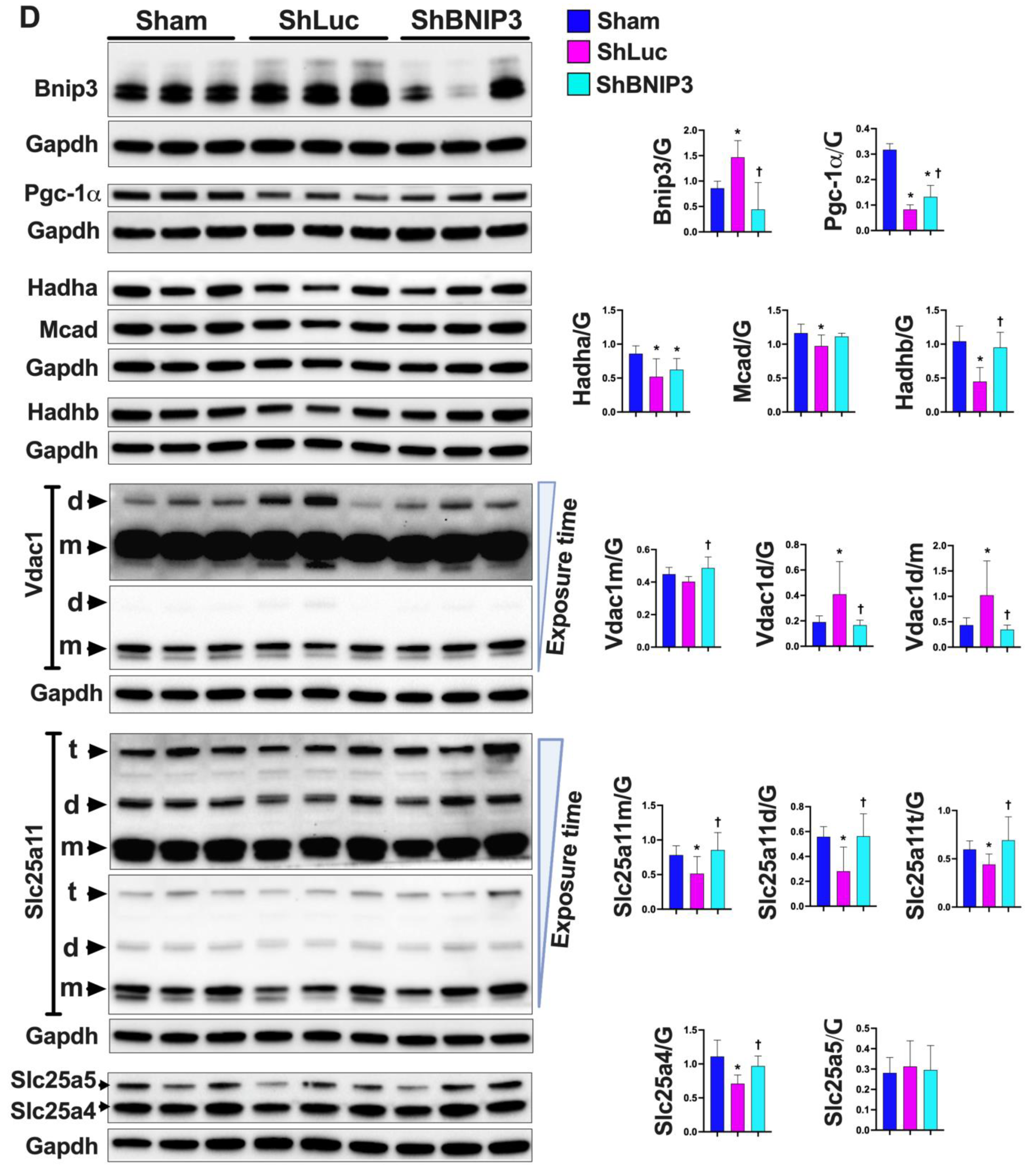 Cells 11 01572 g002b Cells 11 01572 g002b