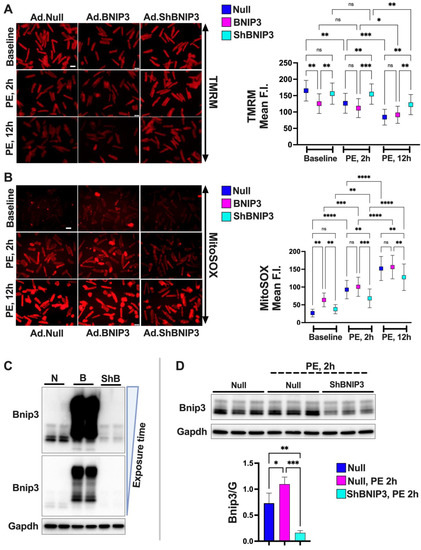 Cells 11 01572 g003a Cells 11 01572 g003a