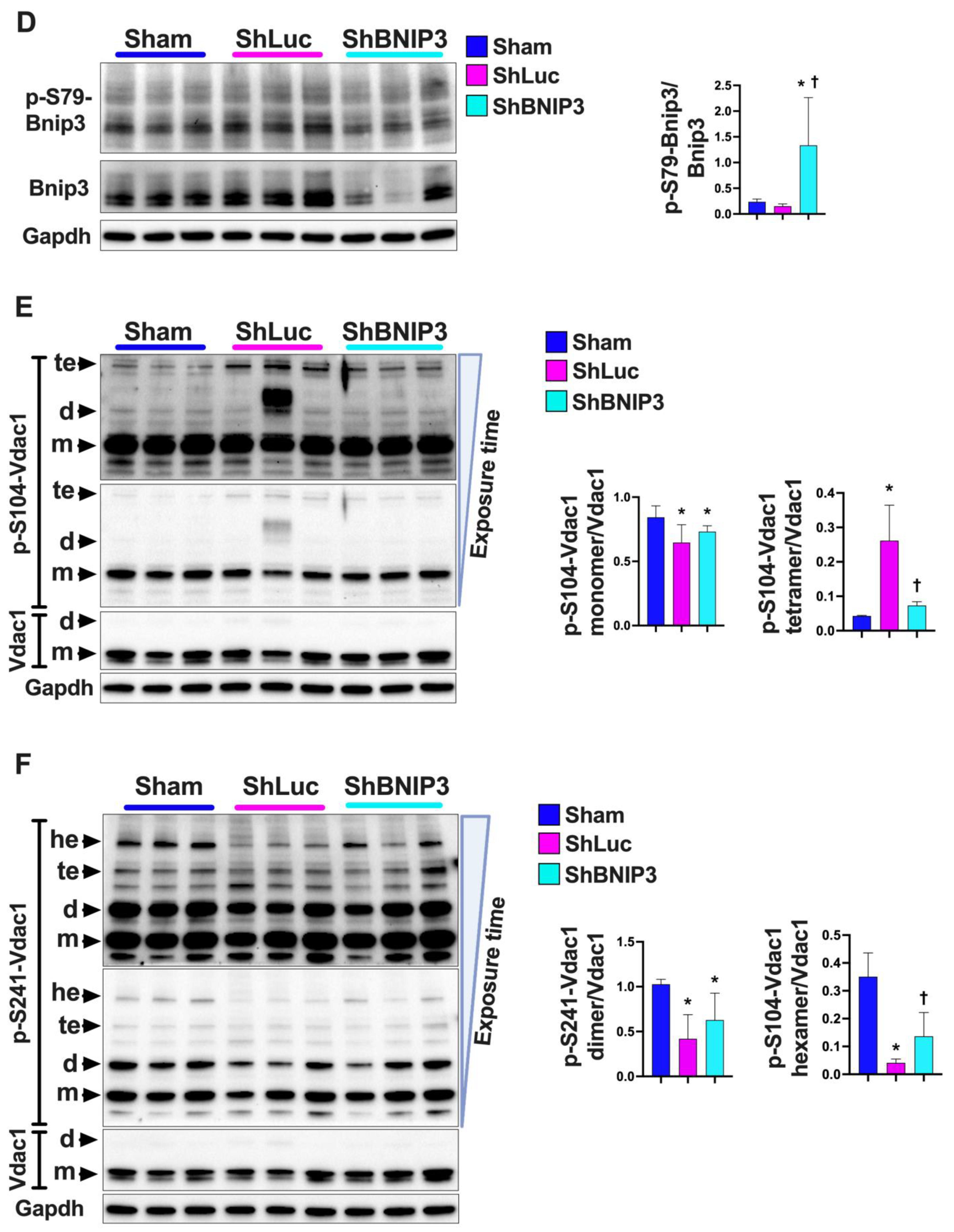Cells 11 01572 g006b Cells 11 01572 g006b